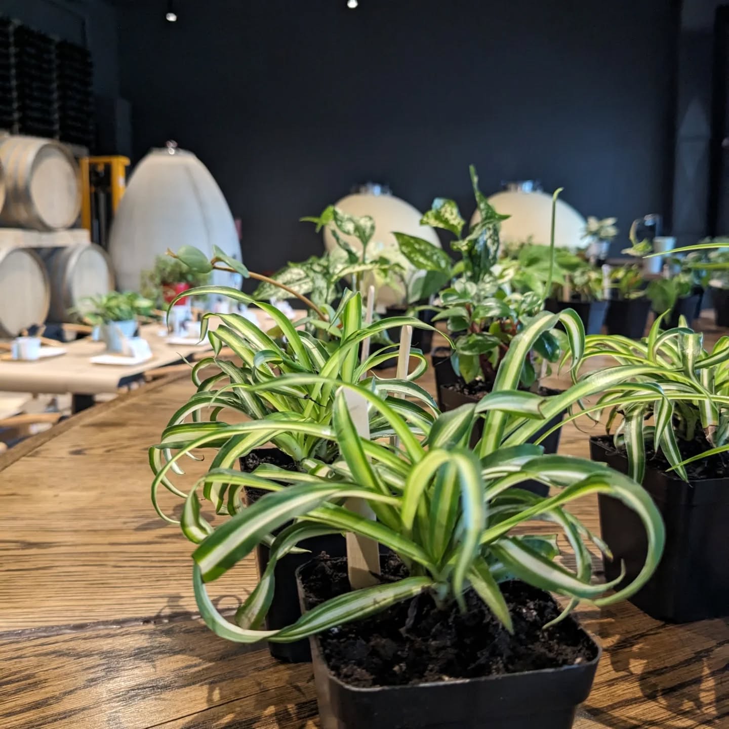 Looking for the perfect #mothersday gift for a ๐ฑplant & wine๐ท lover? Join us at @benjaminbridge for "Plants & Pours: A Toast to Mom" and explore mindful planting paired with a curated wine tasting & local light bites!
๐Space is limited - reserve your spot๐
theplantspace.ca/mothersday
.
.
.
#horticulturaltherapy #winelover #valleyevents #wheninwolfville #wolfville #plantandsip #plantlover