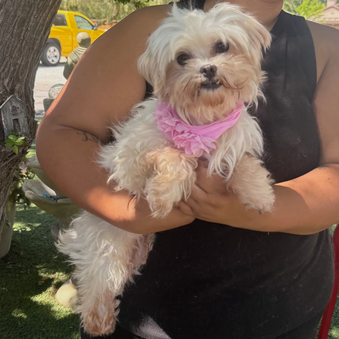 This is Morgan. She is a beautiful Maltese. Her DOB is 5/21/20. She came to us from a breeder. She is good with other small dogs, friendly, and has not lived in a home. She will need time and training. She is about 7 pounds.