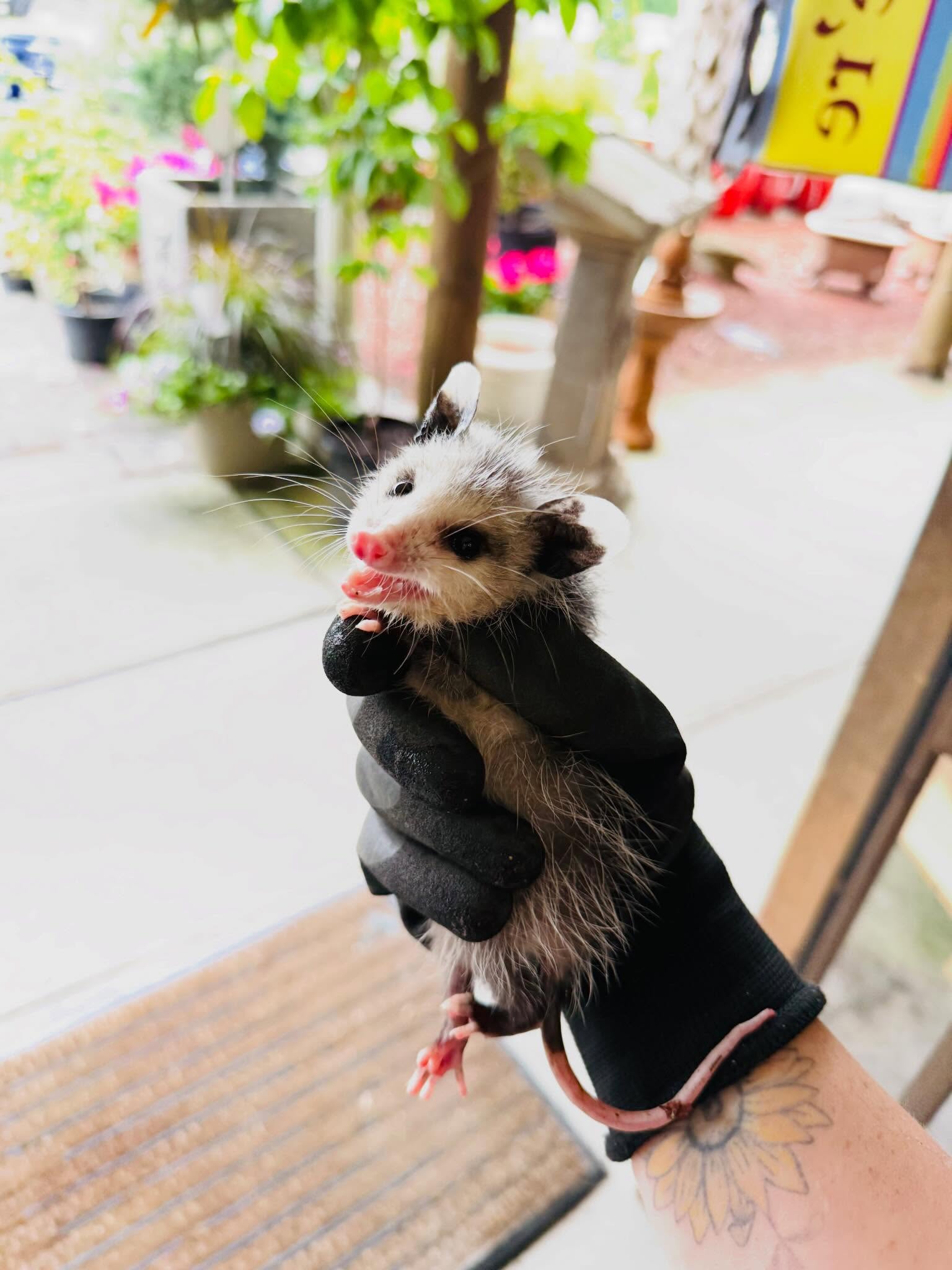 We wish we could keep them⌠but this little one had a better plan đž
Our nursery crew spotted this tiny opossum stuck in a pot that was filling with water and got it out just in time.
Donât worry⌠itâs now safe and at the Outer Banks Wildlife Shelter where itâll get the care it needs â¤ď¸
Did you know?
Baby opossums ride on their momâs back as they grow⌠and if one falls off, mom usually doesnât realize itâs gone. Thatâs why little ones like this sometimes end up on their own.
Weâre lucky to have local wildlife rehabbers who step in when needed.
#DidYouKnow #WildlifeRescue #OpossumFacts #GardenCenterLife #BehindTheScenes