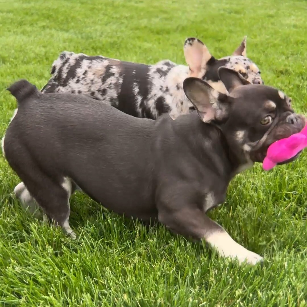 Spring Playtime! 🥎 check out Buster's profile @ ➡️ www.pawprintcompanions.com