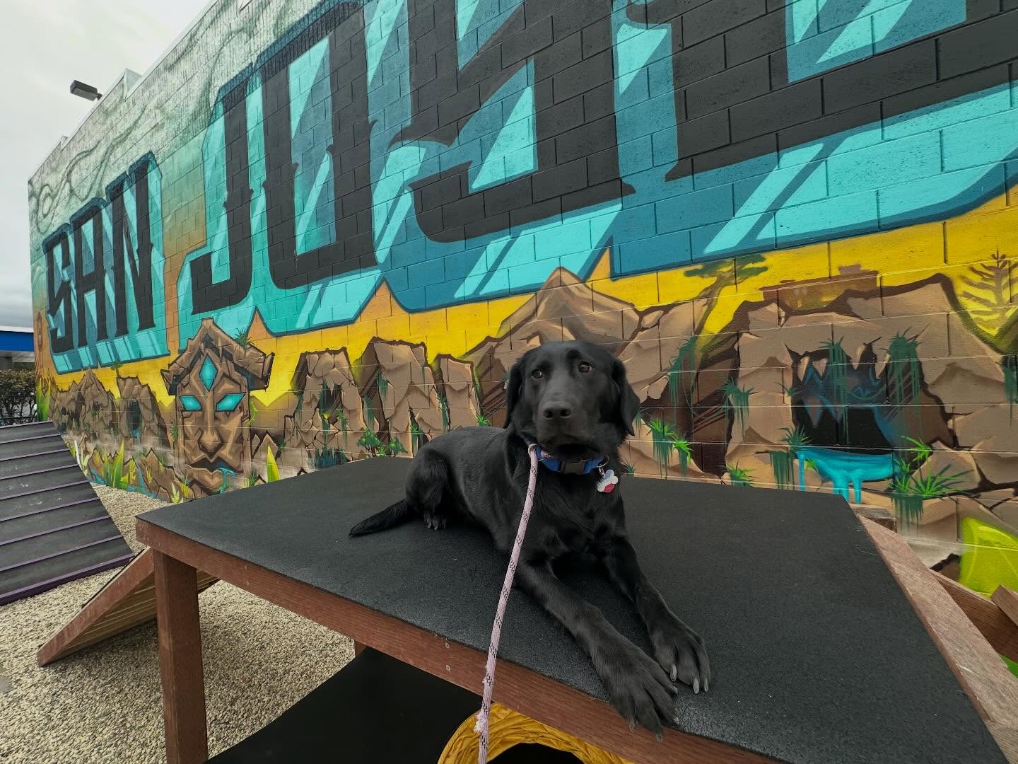 April at RFRD Academy🌷🐾 Rain or shine, the training never stops 💛