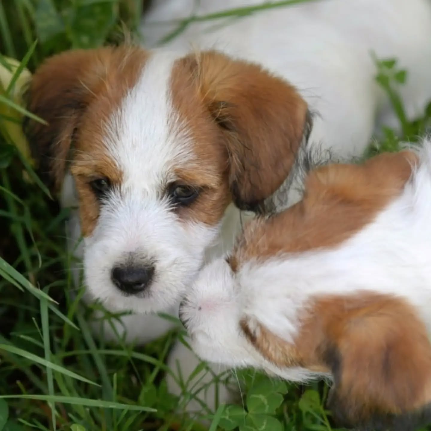 Adventure time 🐕🐕🫶
.
.
.
.
#ivynookkennel #jackrussellpuppies #jackrussellterrier #puppies #puppypicoftheday