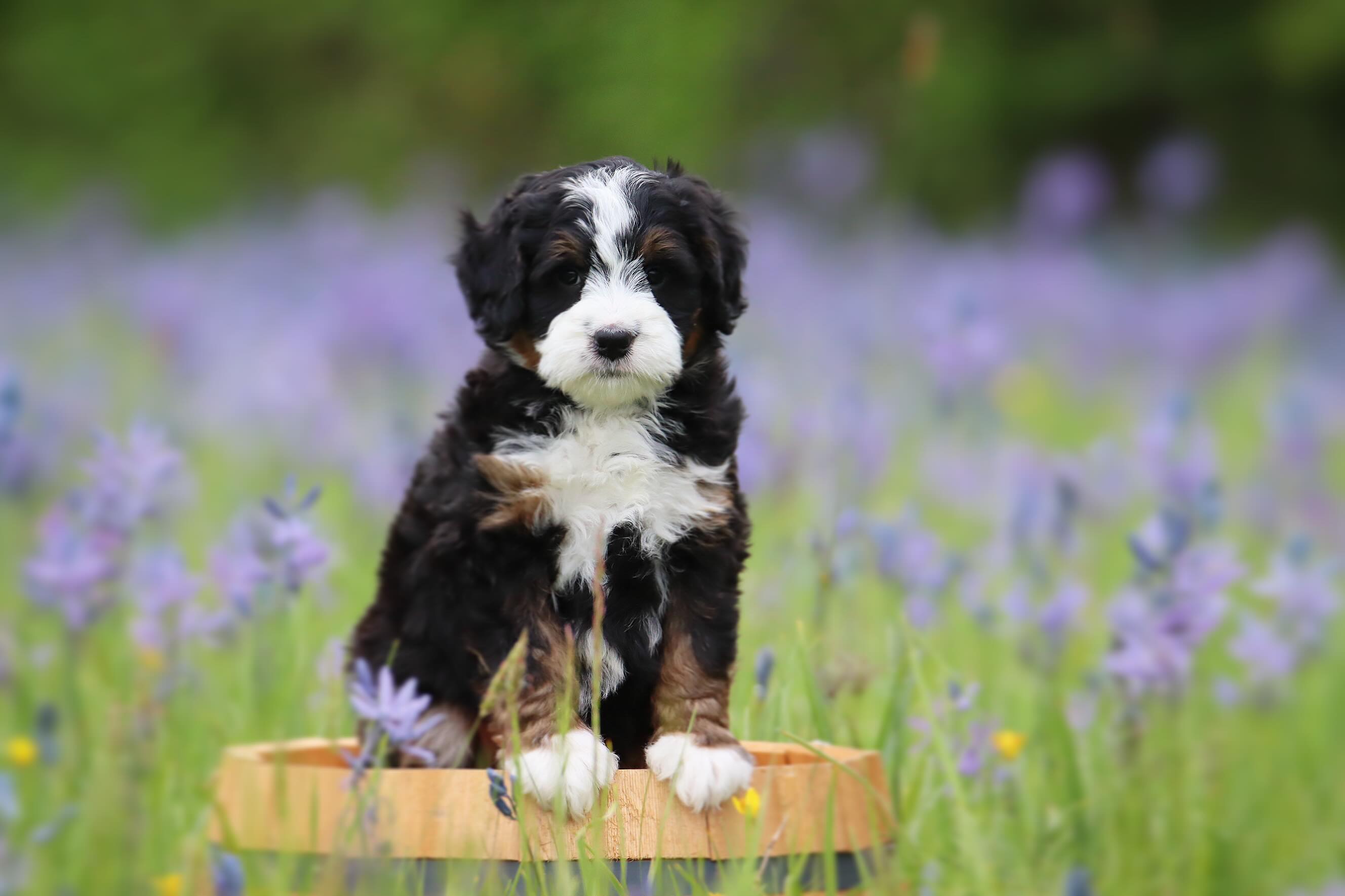 Zuma & Deans ULTRA babies - we have two last available praise- check them out on our available puppies page - www.LKBernedoodles.com #LKBernedoodles #ULTRAbernedoodles