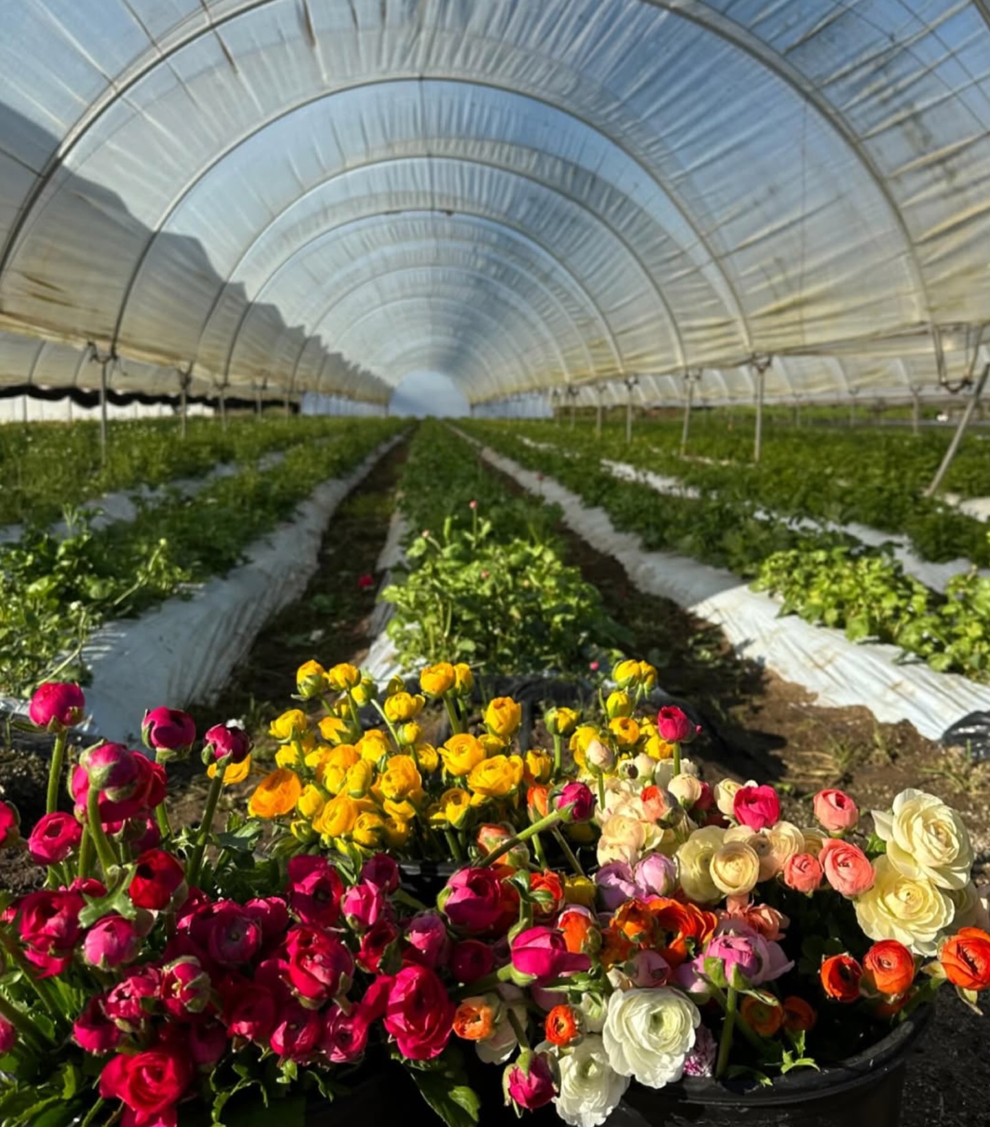 💐 Now this is something we look forward to each month — Here’s to our April Renewing Slow Flowers Premium members: @camflorinc @lisawaudbotanicalartist @connecticutflowercollective @wildirisflowertruck @b.side.farm.flowers @sellwoodflowercompany @greensinner @youngfamilyfarm @rhrhorticulture
#slowflowerssociety #slowflowers #slowflowersmovement #floralsyourway #bloomingflowers