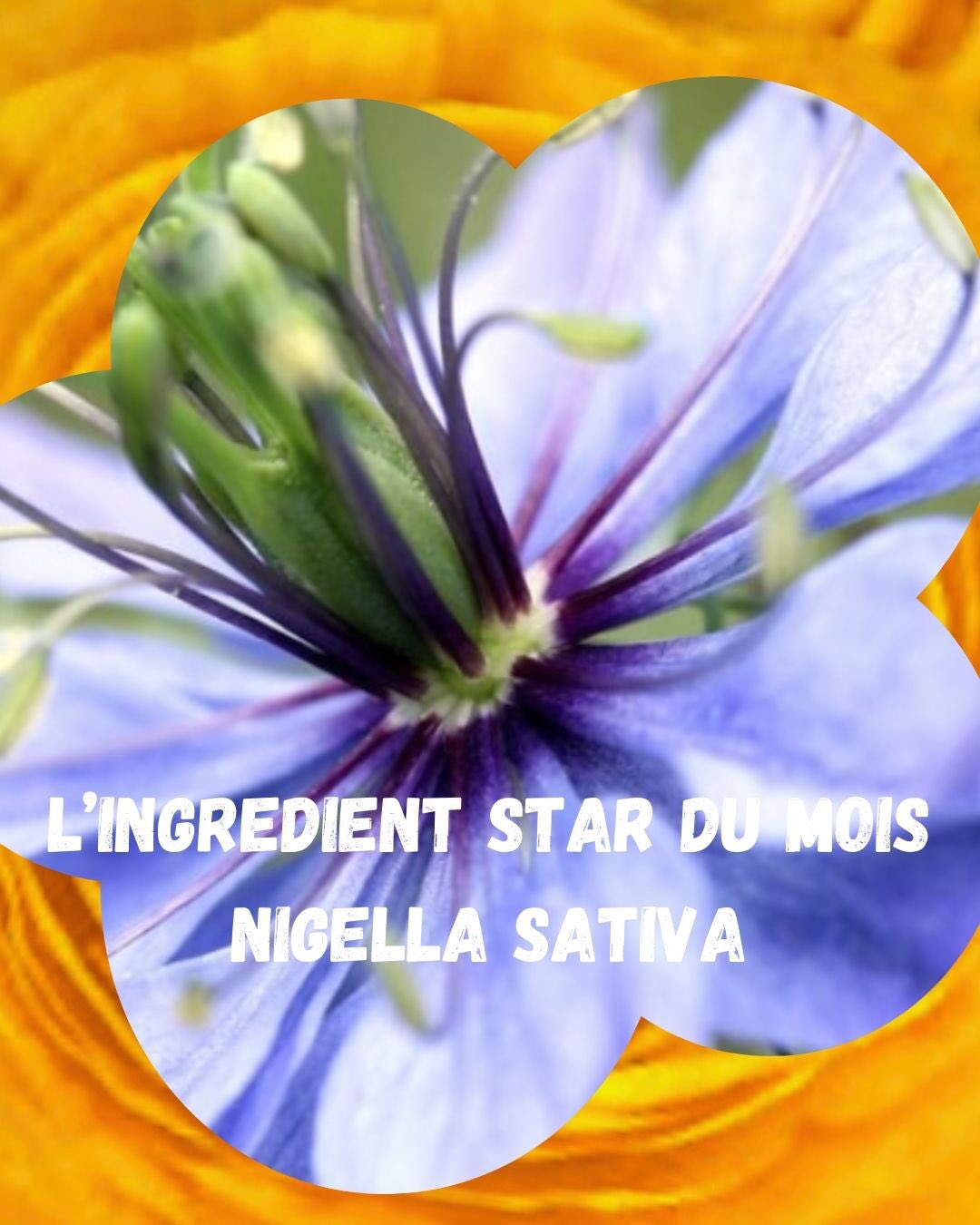 🌿✨ La nigelle, un trésor ancestral
Utilisée depuis plus de 3000 ans, la nigelle (cumin noir) est originaire du Moyen-Orient et d’Afrique du Nord.
Surnommée “graine bénie”, elle est reconnue pour ses puissantes vertus médicinales et cosmétiques 🖤
🌿 Pourquoi la nigelle contre l’acné ?
✔️ Antibactérienne : elle aide à lutter contre les boutons
✔️ Anti-inflammatoire : elle apaise les rougeurs
✔️ Purifiante : elle nettoie la peau en profondeur
✔️ Régulatrice : équilibre le sébum
🍊 Association de huile de nigelle, Pamplemousse & Aloe Vera: la crème tonique purifiante
Une synergie naturelle ultra efficace :
🖤 Nigelle → répare & purifie
🍊 Pamplemousse → illumine & resserre les pores
💧 Aloe vera → hydrate & apaise
✨Les bienfaits visibles
✔️ Diminution des imperfections
✔️ Grain de peau affiné
✔️ Teint plus lumineux
✔️ Peau douce et hydratée
Appliquez matin et soir sur une peau propre.
Insiste sur les zones à imperfections pour maximiser les résultats
🌿Adoptez une routine naturelle
Dites bye-bye aux produits agressifs !
Choisissez la puissance des ingrédients naturels pour une peau saine et éclatante 💚
#Nigelle #Acné #BeautéNaturelle #AloeVera #SoinsVisage
Ali, B. H., Blunden, G. (2003)
Thiboutot, D. et al. (2009)
Gattuso, G. et al. (2007)