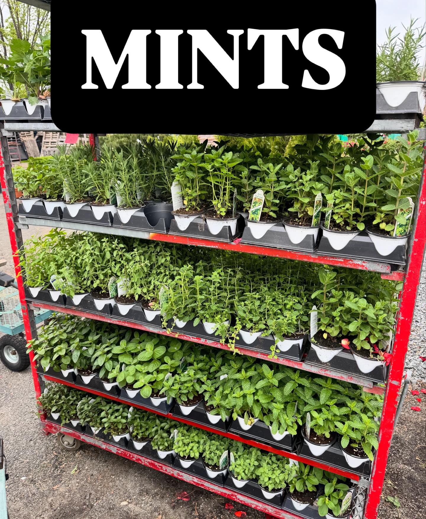 Wondering what kind of Mints and herbs came in today? Here’s the list of what is on this cart
Lime Mint
Spanish Mint
Spearmint
Strawberry Mint
Mojito Spearmint
Basil Peppermint
Peppermint
Also on this cart
French Lavender
Greek oregano
Parsnips
Lemon verbena
Black krim tomatoes
Hot Portugal peppers
BBQ rosemary
Italian oregano
#growyourown #northarlingtonnj #bergencountynj #mints #gardening