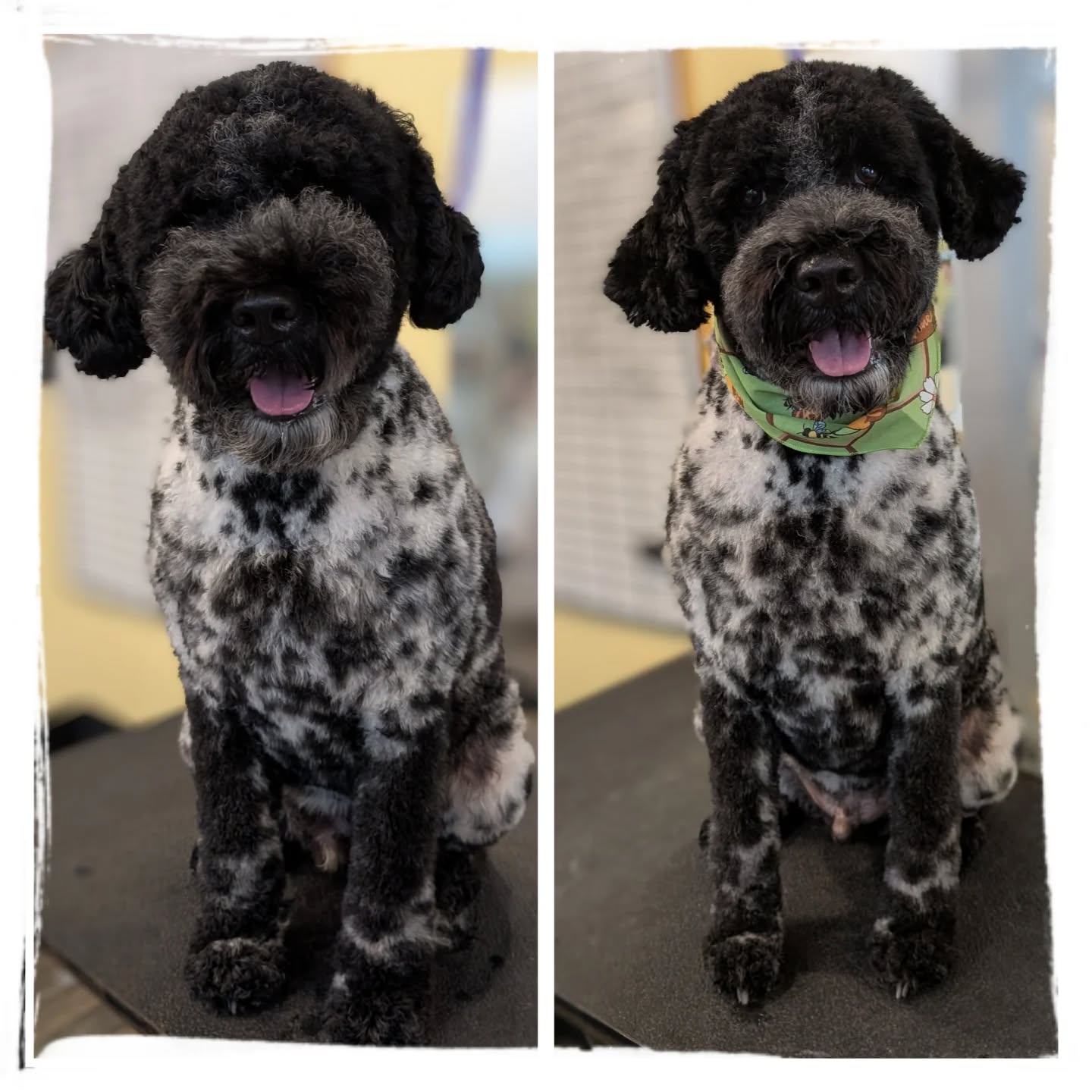 Ozzie in for a spa day..