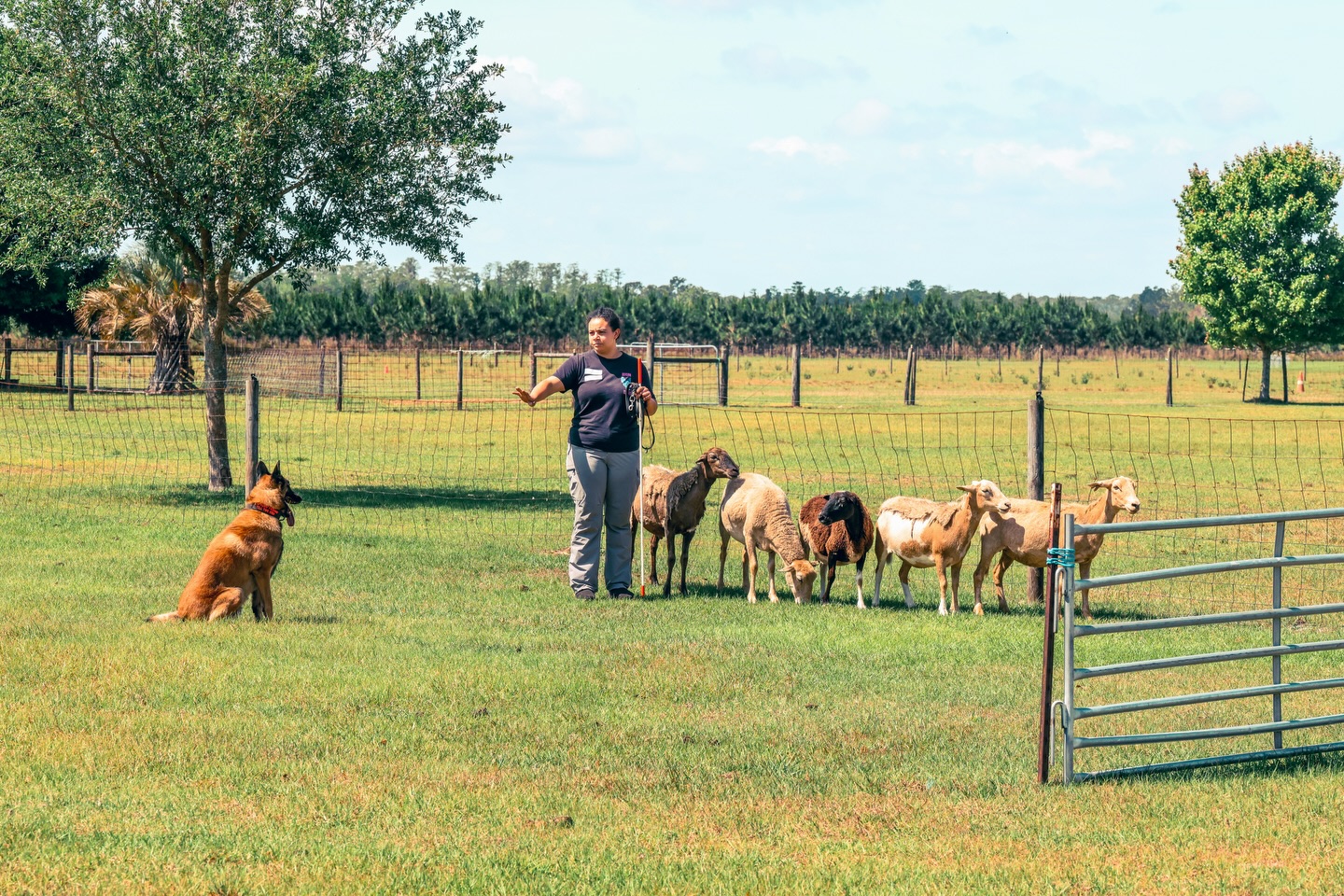 This past weekend Puff and embarked on our 1st herding (tending) AKC trial together!
With Puffs adolescent boy brain, my hopes were high but expectations tempered. We’ve been driving up once a week for herding classes with Leslie / Shepherds Lantern Herding, LLC, where we have grown and learned so much. With our limited training (less than 6 months), Puff was able to walk away with 1 Q towards his PT w/ boundaries. We have a bright tending future ahead of us and I can’t wait to see what that brings 🐑💙
AKC Ptd UKC Ptd DragonFyres Magic Dragon BCAT, SCN, ATT, FDC, NC
Bred By: Jenn Lanier
Owned By: Myself & Melissa Dioguardi
OFA Eyes: Normal (3/22/26)
AKC DNA + Health: Clear
Long Coat (Terv) Carrier
Curly Coat (Laken) Carrier
Photos 📸:Kelly Matthews
•
•
#belgianmalinois #malinois #tending #herding #akc