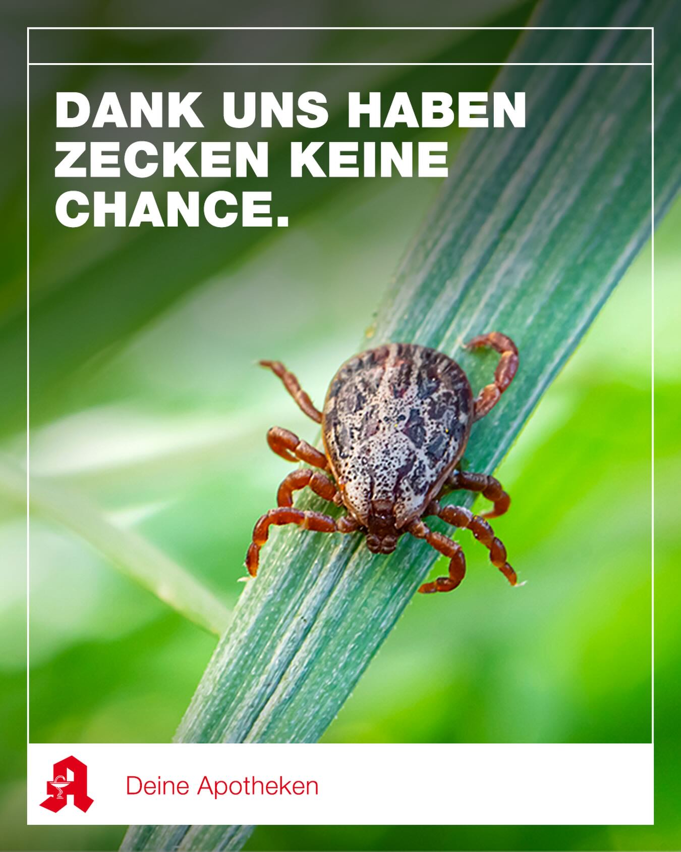 ☀️Sobald die Temperaturen steigen, werden auch Zecken aktiv. In unserer Apotheke beraten wir euch zur Prävention und zur sicheren Entfernung mit einer Zeckenkarte oder -zange.
Wir informieren euch auch zu Symptomen von Krankheiten, die von Zecken übertragen werden können, zum Beispiel FSME oder Borreliose. So könnt ihr im Ernstfall rechtzeitig ärztlich behandelt werden.
#zecken #wirfüreuch #prävention