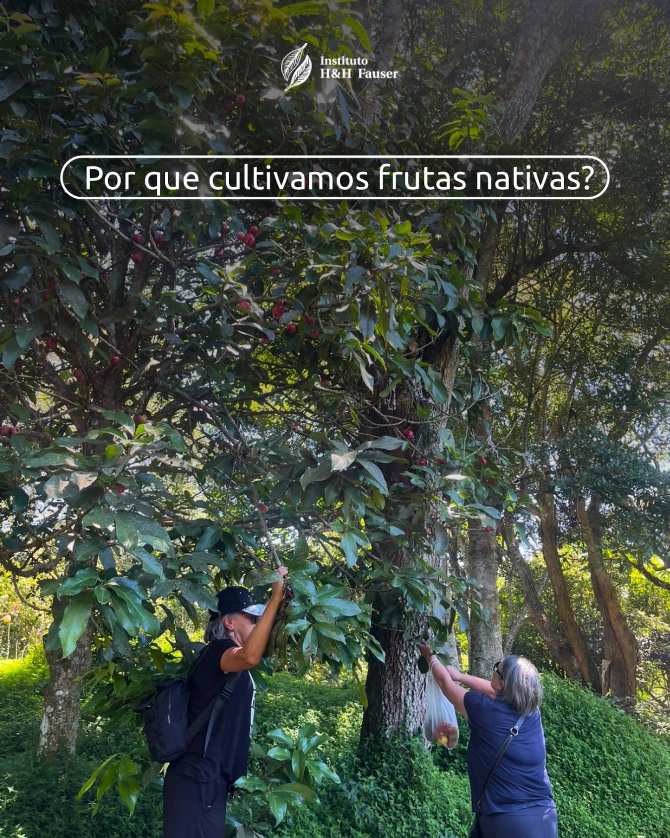 Já parou para pensar por que a gente insiste tanto em cultivar o que é nosso? 🌱
Não é só por saudosismo ou porque a fruta é bonita. Cultivar espécies nativas da Mata Atlântica é um ato de resistência.
Quando plantamos um pé de Cambuci, uma Uvaia ou um Bacupari, estamos:
🍎 Trazendo de volta sabores que o mercado esqueceu e que fazem parte da nossa história;
🐦 Garantindo a alimentação da fauna. Sem essas frutas, os pássaros e polinizadores perdem a casa e sua comida;
💧 Cuidando da terra e da água. Plantas que nasceram aqui sabem lidar com o nosso clima e protegem o solo como ninguém.
Ver alguém colhendo uma fruta direto do pé é a prova de que a preservação dá resultado e tem um sabor inesquecível. É a natureza devolvendo o cuidado que tivemos com ela. 💚
#ihhf #frutasnativas #ong #mataatlantica #biodiversidade