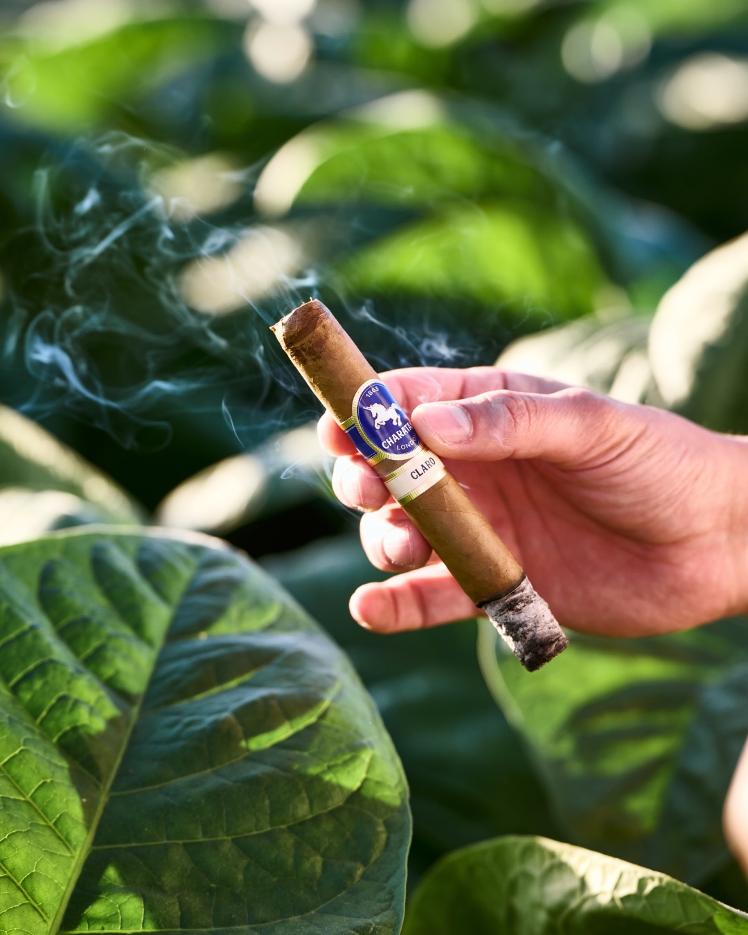 There’s a great level of patience to our tobacco.
Grown under the tropical sun, each leaf is shaped by climate, soil and time, long before it ever reaches humidors in the UK and around the globe.
Our story began in 1863 but it’s still being written, and you are very much at the heart of it.
#Charatan #Cigars #Since1863 #howitsmade #Tobaccofields