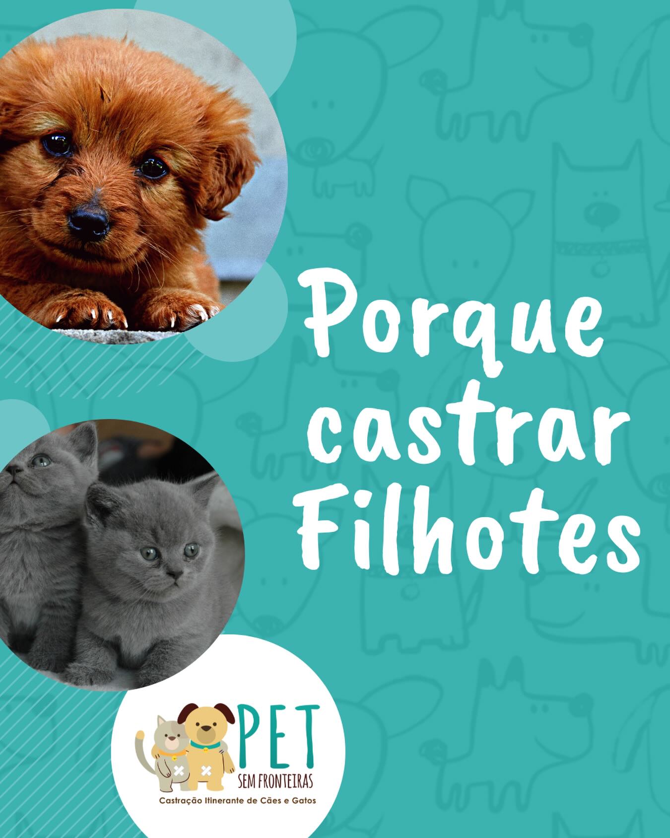 Filhotes podem e devem ser castrados a partir do 4° mês de vida ou após completar 1kg.
A castração nas fêmeas antes do 1° cio diminui em quase 100% o risco de câncer de mama e em 100% o risco de infecção uterina (Piometra).
Nos machos evita demarcação de território e até o xixi eles passam a fazer em posição “sentado” como as fêmeas, tirando o incômodo de sujar as paredes da casa...
Mais informações no nosso site: www.petsemfronteiras.com
#boracastrar #castraçãominimamenteinvasiva #castrareumatodeamor