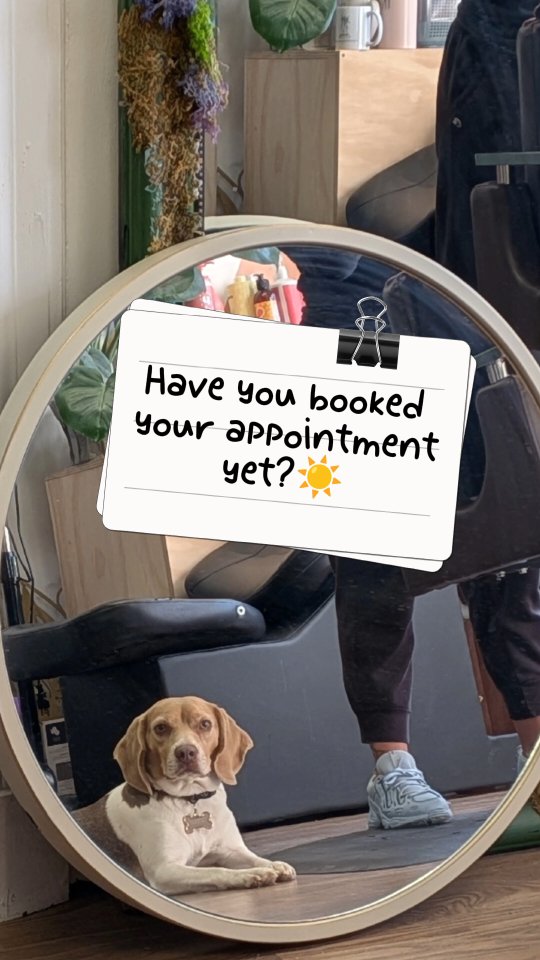 Have you? If not ... Head to the link in bio.
#westchesterhairstylist #curlyhair #entrepreneur #salonmascot #pelhamny