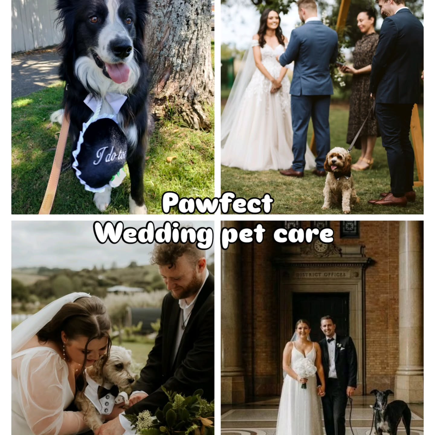 Pets are family too!
Your wedding day wouldn't be complete without your fur family by your side.
We provide professional wedding pet care so your pet can be part of your big day with no stress and peace of mind knowing they are being well looked after.
From transport to ceremony care, toilet breaks, photos, and cuddles, we have you covered.
Some of the most meaningful wedding memories include four paws.
Book now.
#weddingchauffeur #petcare #auckland #petsatweddings