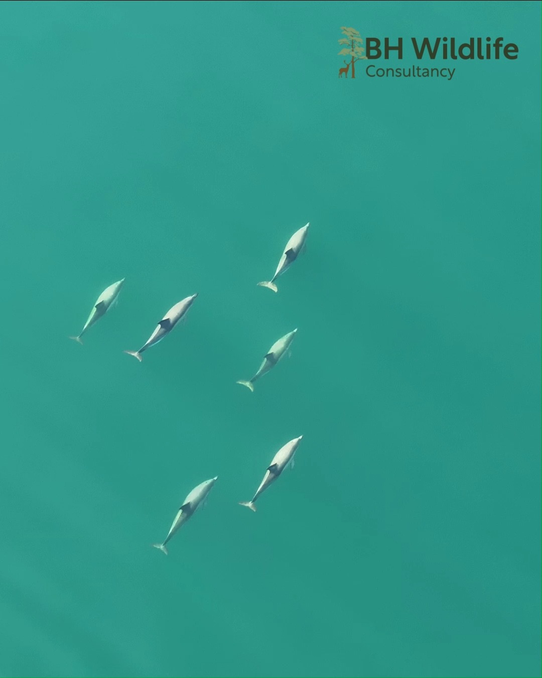 Strange faint thermal signature!
The daylight camera however reveals a pod of common dolphin off the west coast of Scotland. You would be mistaken to think that this imagery is from a more exotic part of the world but the weather in Scotland recently has been fantastic for gathering footage during bird surveys.
#dolphins #dolphinwatching #thermalsurvey #dronesurvey #westcoastofscotland