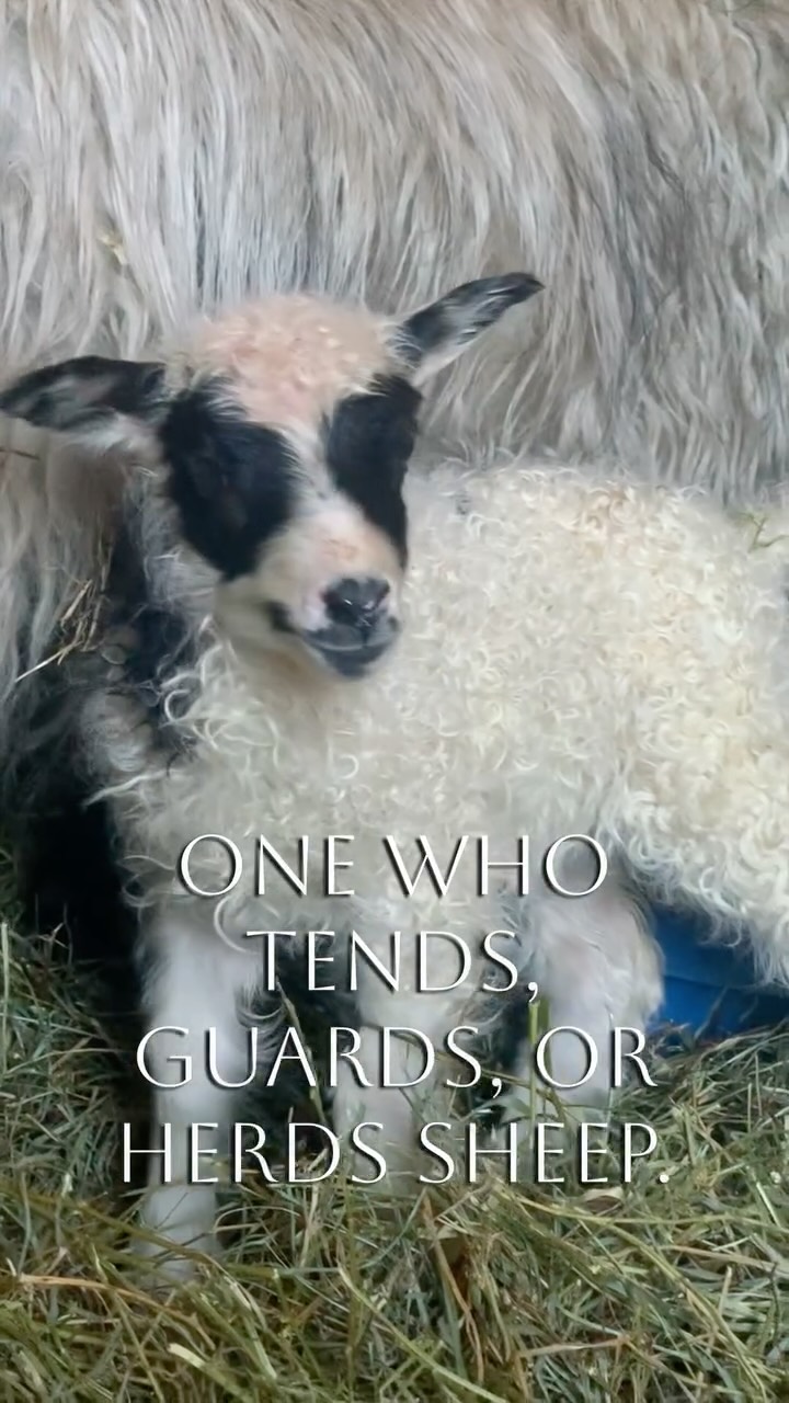 A Shepherdess.
One who tends, guards, or herds sheep.
One who observes quietly, attune to small shifts of change in her flock, or setting.
One who stands between life & death, & with gentle hands helps lambs take their first breath.
One who never loses wonder at the miracle of new life… no matter how many times she’s present to welcome it.
One who learned to move slowly, but decisively.
One who never counts her lambs before they’ve arrived.
One who knows that without kindness & respect for the flock that nothing is worth doing.
Because outcomes are never guaranteed, only that we are privileged to walk the journey.
Shepherdess. An archaic term?
Perhaps, but the skills it teaches go far beyond tending, guarding & herding.
They ground, they connect, they teach reverence, they transform.
#shepherdess #sheep #lambsofinstagram #homesteadlife #icelandicsheep