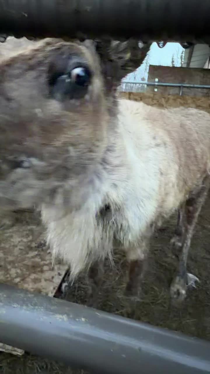Happy birthday 🎊 #reindeer #Alaska #happybirthday #birthday #calf