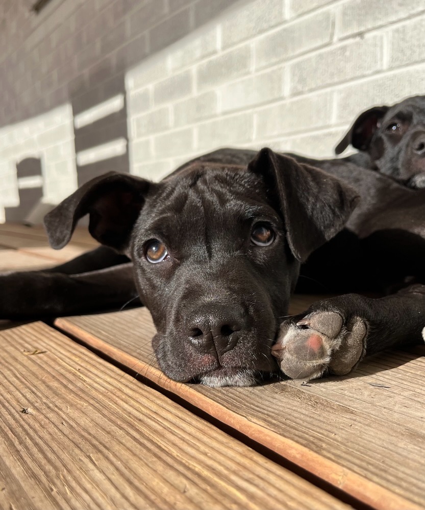 Pup of the Day: Lamby, 4 months old — soft, snuggly, and just a little bit silly 🤍
This 4-month-old sweetheart is the definition of “best of both worlds.” Calm, gentle, and content to melt into you for a cuddle… until the puppy switch flips and he’s handing out kisses like it’s his full-time job 🥹
Lamby has that quiet, loyal energy that makes you feel like you’ve always been his person. He’s the kind of pup who will follow you from room to room, curl up at your feet, and remind you (daily) that you hit the jackpot.
But don’t worry, he’s still a baby through and through: play ➡️ nap ➡️ snack ➡️ repeat 🐶
He’s:
🐾 Super smart and eager to learn
🐾 Great with dogs, kids, and expected to do well with cats
🐾 Already sleeping through the night (!!)
🐾 Working on all the puppy basics like potty + crate training
Basically… he’s adorable and a really, really good boy.
Lamby and his siblings had a tough start after being found dumped in rural Arkansas, but you’d never know it from his sweet, trusting heart. He’s ready to leave that behind and find a home where he can just be a puppy + your best friend.
If you’ve been looking for a gentle, loving, easygoing pup to grow with your family… Lamby might be your guy 🫶🏻
If you are already an approved adopter and want to meet or adopt Lamby, please contact your adoption coordinator. Or you can fill out an application at mhlrm.com
#labsofinstagram #rescue #milehighlabmission #adopt #denvercolorado