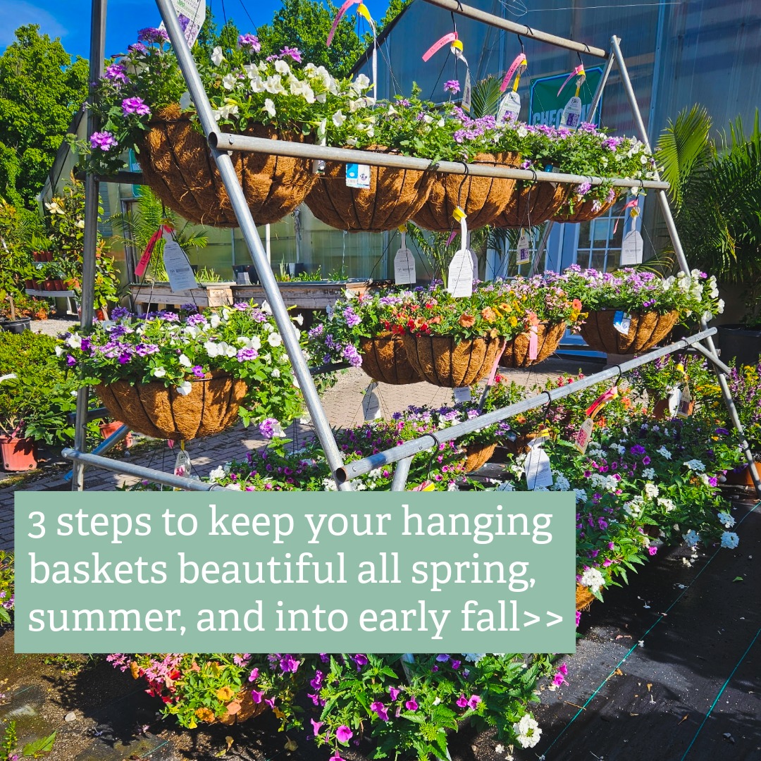 Do you struggle to keep a flowering hanging basket alive? Have success by following these 3 simple steps.🌸
