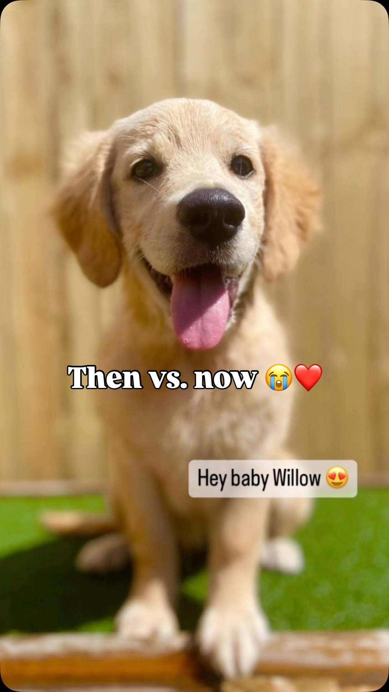 Who is cutting onions? 😭😭
Some of the dogs that have grown up alongside us ❤️ We are so grateful we are such a big part of your little puppies life & are there to help form them into the best big pups possible 😩😭🐾 forever grateful ❤️❤️❤️