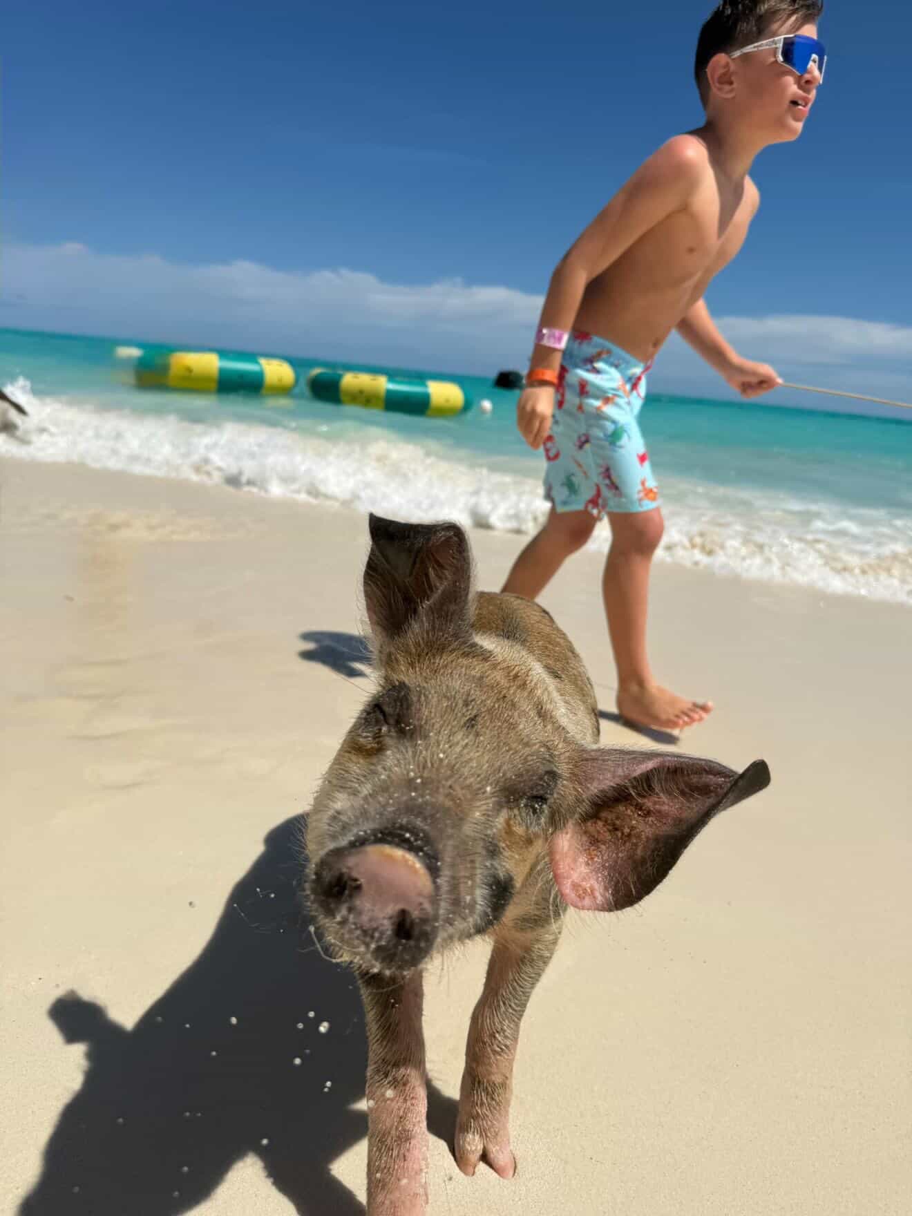 Nobody:
Piglet: “what you mean Summer 2026 is next month?”“ALREADY!?”👀☀️
📸 @brookedeciccio
#summer2026 #007beachclub #bahamas #roseisland #swimmingpigs