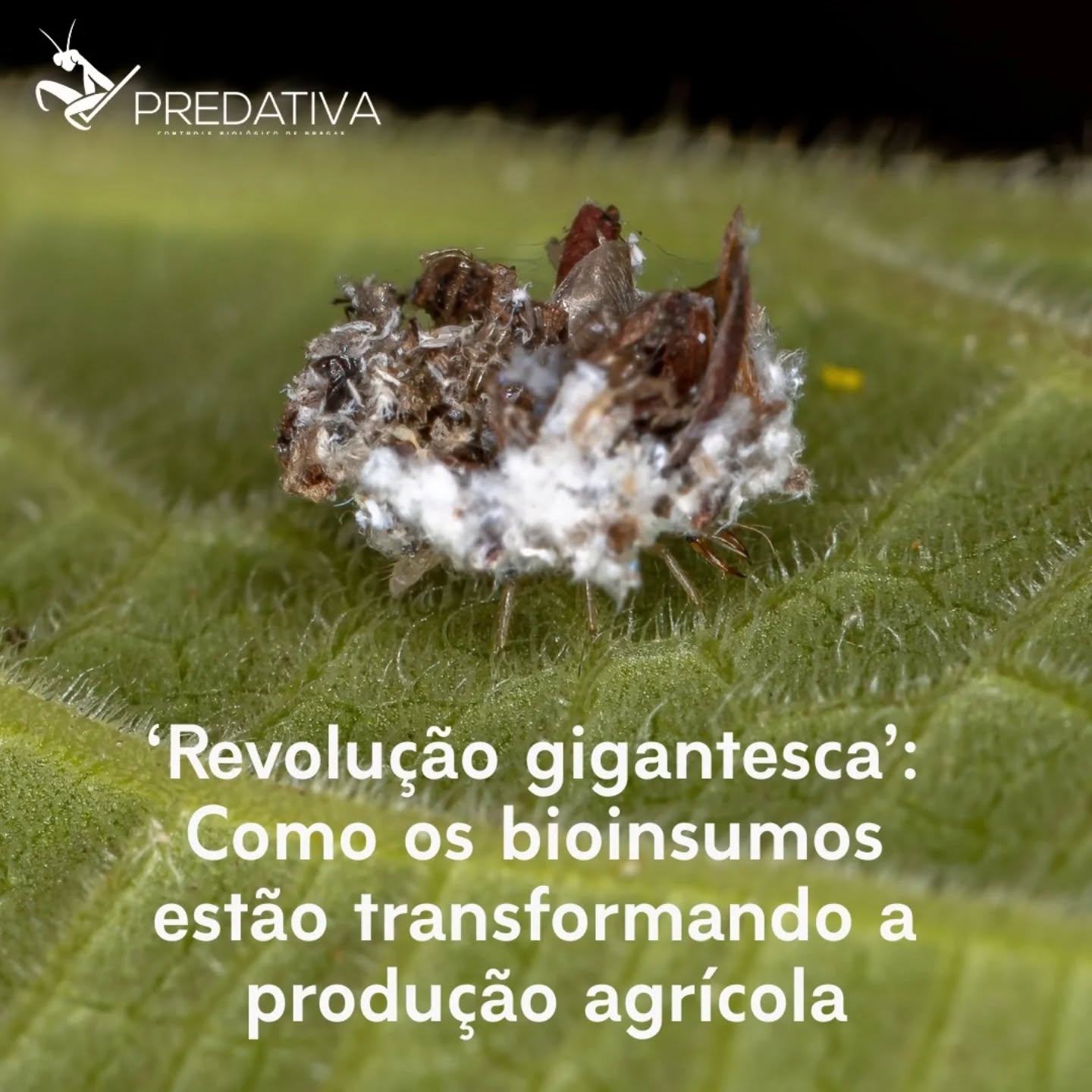 A Predativa está no centro dessa revolução!
Apresentamos o SABIO, uma biounidade compacta para produção automatizada de agentes macrobiológicos utilizados no combate às pragas agrícolas.
A solução é uma alternativa sustentável e inteligente para o Manejo Integrado de Pragas que colabora a diminuição do uso de defensivos químicos, preservação do solo e equilíbrio agroecológico.
Além disso, é uma solução facilmente escalável desenvolvida para gerar economia em mão-de-obra, materiais e uso de recursos naturais.
Com o SABIO, o produtor acompanha através de um software, as informações em tempo real sobre a produção e a aplicação dos agentes macrobiológicos, permitindo a tomada rápida de decisões.
Ao escolher a Predativa como parceira, você opta por uma empresa comprometida com qualidade, sanidade, segurança e sustentabilidade.
Nossos protocolos de produção, projetos de instalações e práticas de manejo são cuidadosamente elaborados para garantir os melhores resultados.
Entre em contato conosco pelo link da bio!
Fonte da notícia: Estadão - https://tinyurl.com/4uhhm6vr
#sabio #predativa #controlebiologico #sustentabilidadenoagro