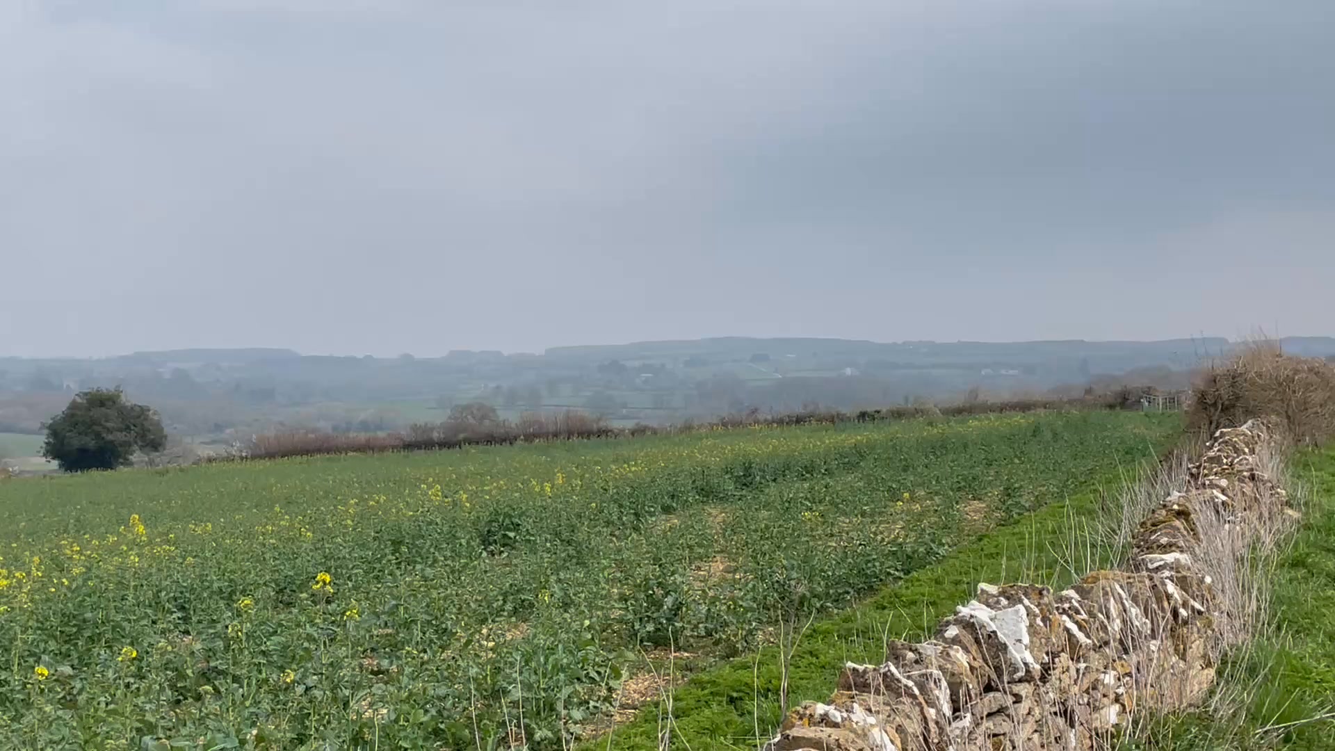 A typically unspoilt #Cotswolds vista, here finishing at the tiny hamlet (a village with no church) of Shorthampton.
#offbeatcotswolds #bluebadgeguide #bluebadgeguides
#britainsbestguides #Cotswolds #thecotswolds
#inthecotswolds #cotswoldcountry #Cotswolds_Culture #lovethecotswolds
#discoverthecotswolds #visitthecotswolds #discovercotswolds #cotswoldslife #cotswoldlife
#your_cotswolds
#cotswoldvillage #visitengland #englishvillage
#englishcountryside
#explore_britain_ #traveling_uk
#photosofengland #instabritain #europetravel