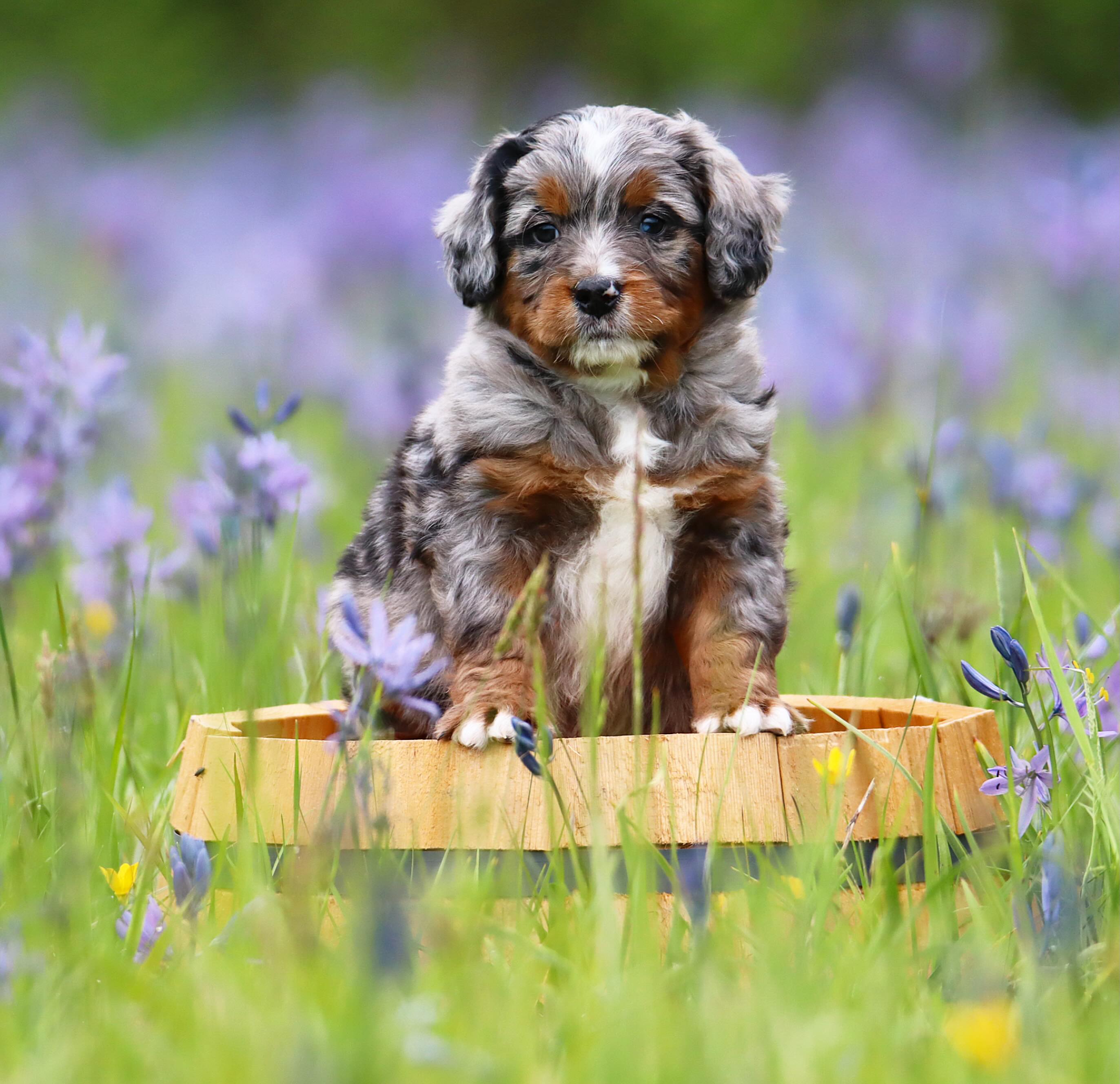 Marsha & Leos Available medium F1 girl is STUNNING - check her out on our available puppies page on our website 🥰 www.LKBernedoodles.com. #LKBernedoodles