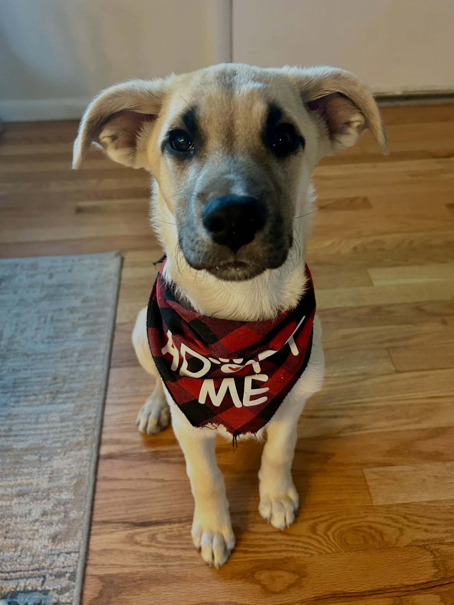 Pup of the Day: Chili aka (Dr.Pepper) 4 months old. Meet Chili 🌶️ This little girl is one of a kind, she’s sweet, spicy, & absolutely full of life! She was rescued from a high-kill shelter in Houston and is looking for her forever home!
Chili loves zooming around the yard, practicing her best puppy pounces & then melting into the coziest cuddle bug you’ve ever met ❤️ She’s great with other dogs (big ones don’t scare her!), a dream with kids of all ages, and we bet she loves kitties too! She is just the happiest, most loving little soul. 🐾
She’s already making amazing progress, thanks to her foster mom- knows “sit” & “come,” is crushing crate training, sleeps 8 hours through the night 🎉 is working on leash walking like a champ. She’s food motivated, which makes learning new things a total breeze for her! 🎉
If your home has been missing a little “pop” of joy, Chili is ready to be your new favorite 🌶️
If you are already an approved adopter and want to meet or adopt Chili, please contact your adoption coordinator. Or you can fill out an application at mhlrm.com