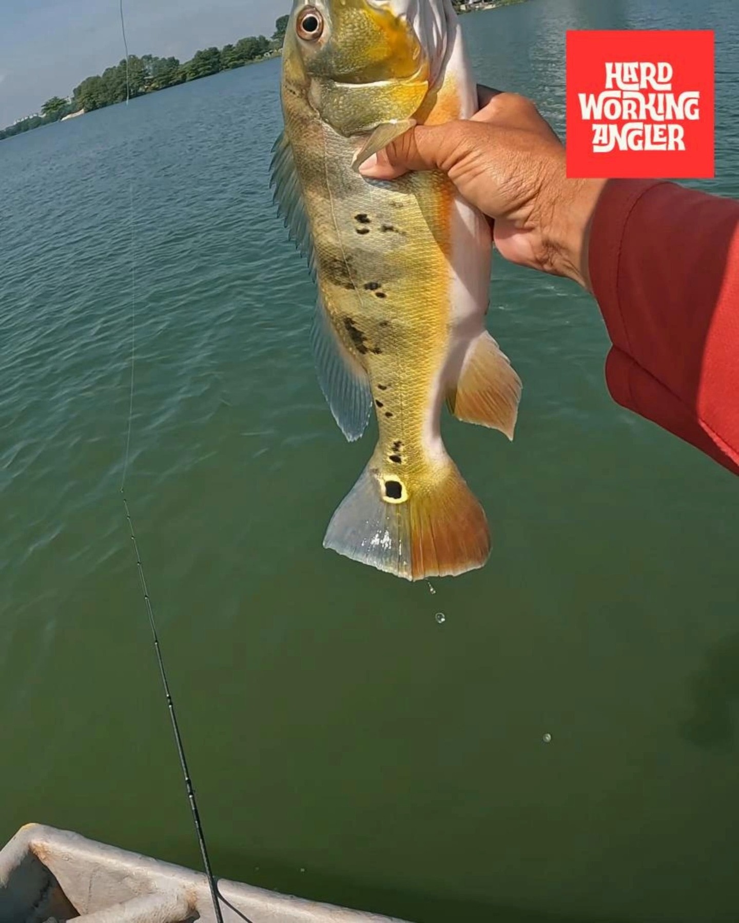 Metal vibe on a hot, brutal day — this is where it shines. When the sun is high and there’s zero wind, peacock bass tend to sit deeper and get a bit lazy. They’re not chasing hard, but they’ll still react. That’s where a metal vibe comes in. Let it sink to the strike zone, then work it with short lifts and controlled drops. Most hits come on the fall — that subtle vibration is enough to trigger them. Don’t overwork it. Just keep it in the zone, slow and steady. Hot day, tough bite… metal vibe gets it done. Our website - https://www.hardworkingangler.com
#peacockbassfishingguidemalaysia #hardworkingangler #fishing #visitmalaysia #peacockbass