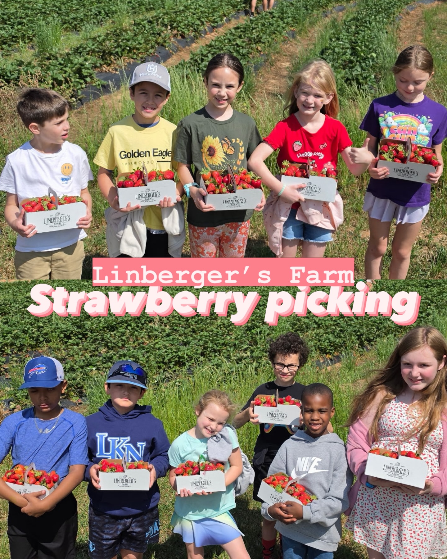 Perfect day for the strawberry picking 🍓 at @linebergersfarm
Weather was perfect, strawberries are good and we had a blast!
.
Our Summer Camp is still open! If you want to sign up your kids, check our website, send an email, or call us!
.
Golden Eagle Taekwondo
☎️ : 704-992-9556
📧 : goldeneagletkd1@gmail.com
🌐 : www.getkd.com
📍 : 13020 Rosedale Hill Ave Huntersville NC 28078
.
#taekwondo #daycamp #summercamp #martialart #taekwondolife