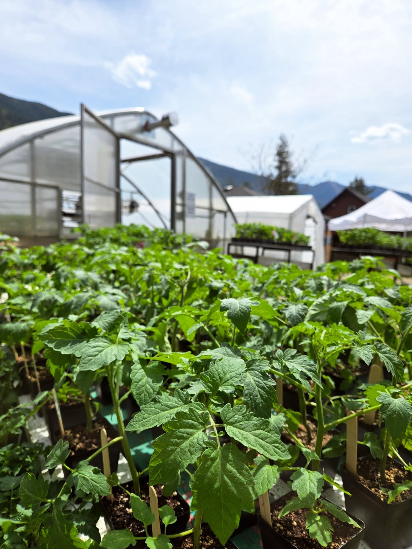 We are OPEN 🌱🎉 Time to plant your garden! Stop by the farm to get your seedlings!
We'll be here 9am-4pm daily all throughout the month of May!
🏡 Where? Kootenay Corner Gardens, 2450 Filipoff Rd, Castlegar (We are 3 min South of the Playmor Junction) Keep your eyes open for our signs on the highway!
#timetoplantyourgarden #kootenaycornergardens #growyourownfood #seedlings #eatlocal