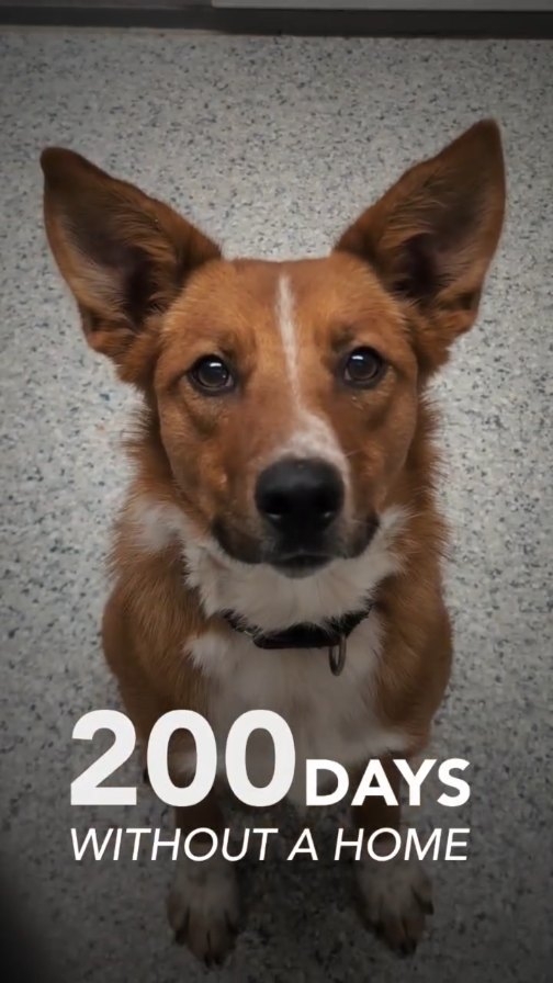 Our next featured friend is Kitsu! 🐾 This 2-year-old pup has soft eyes and a huge heart. He is easily excited, eager to learn, and full of quiet charm.
Kitsu is observant, loves gentle pats, and LOVES to play! He is looking for a patient, loving home where he can feel safe, be his sweet, secretly silly self, and maybe have a little sandbox to call his own.
Help our longest-term residents be seen and enter to win our giveaway:
Like, share, and tag two friends below!
Every single share increases Kitsu's chances of finding his forever family. Will you be the reason Kitsu goes home? 🐶💙