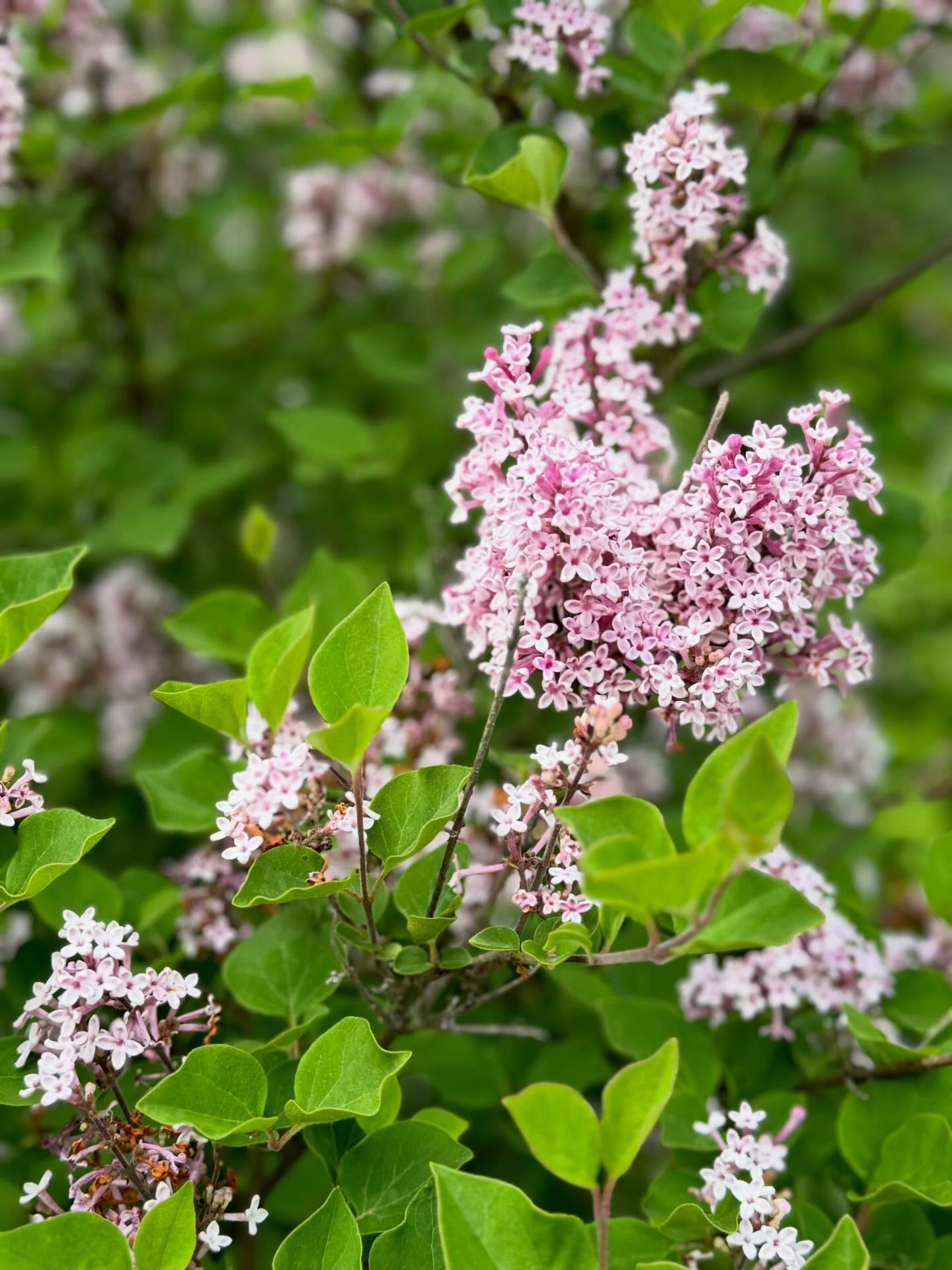 Lilac Party ticket sales extended! Come join us on May 3rd for a beautiful evening fundraiser. Details are on our website (link in bio).