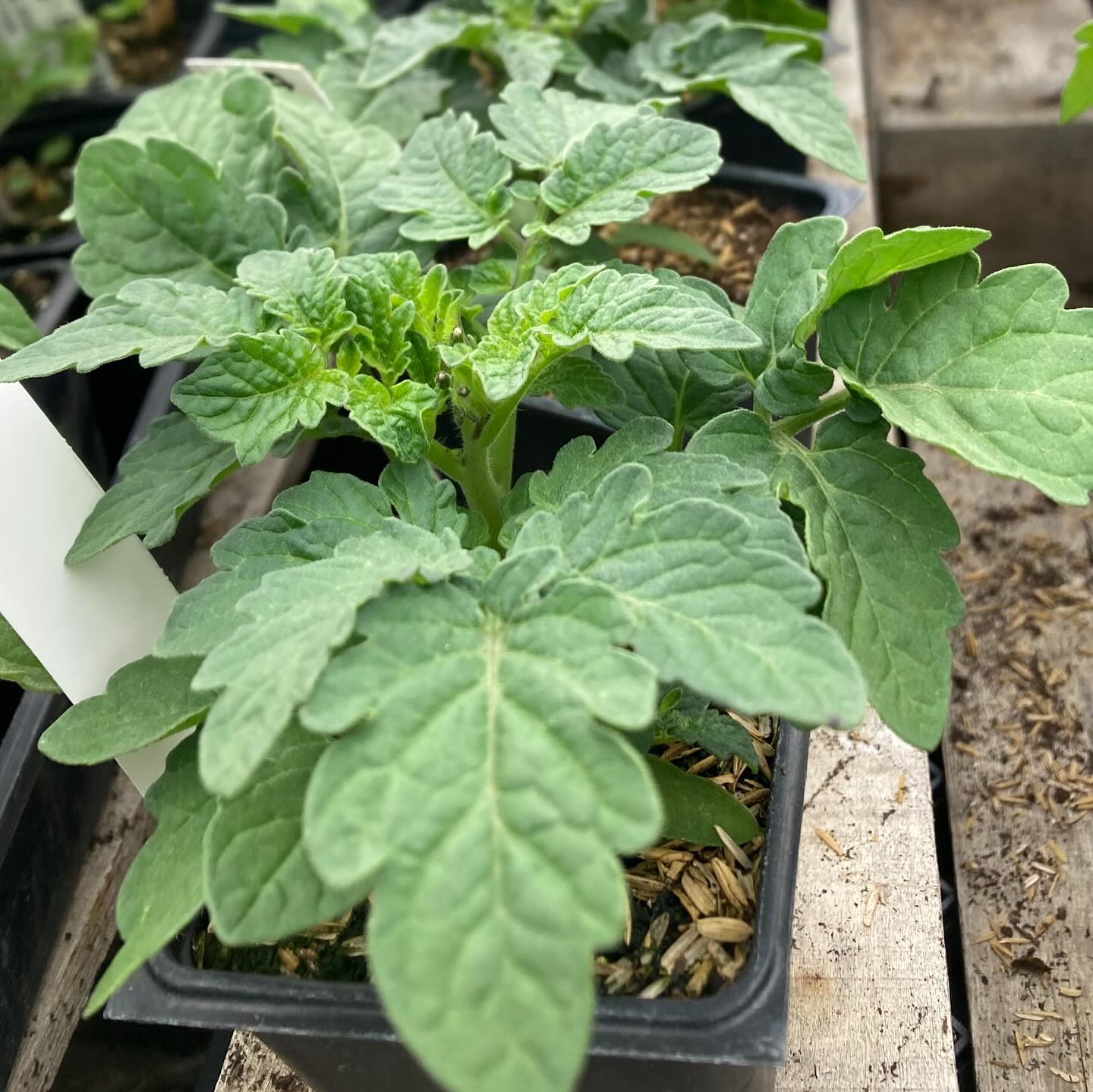 We’re open! Friday-Sunday 9-4 with a great selection of produce, bread, pastries, and plants!
Bring mom next weekend FRIDAY-SUNDAY to shop our full inventory of organic garden plants. We’ll have our nursery set up for shopping, organic soil amendments from @buxtonhollowfarm and @magictreeworms
Browse our variety list ahead of time at our website www.moonrosefarm/plantsale