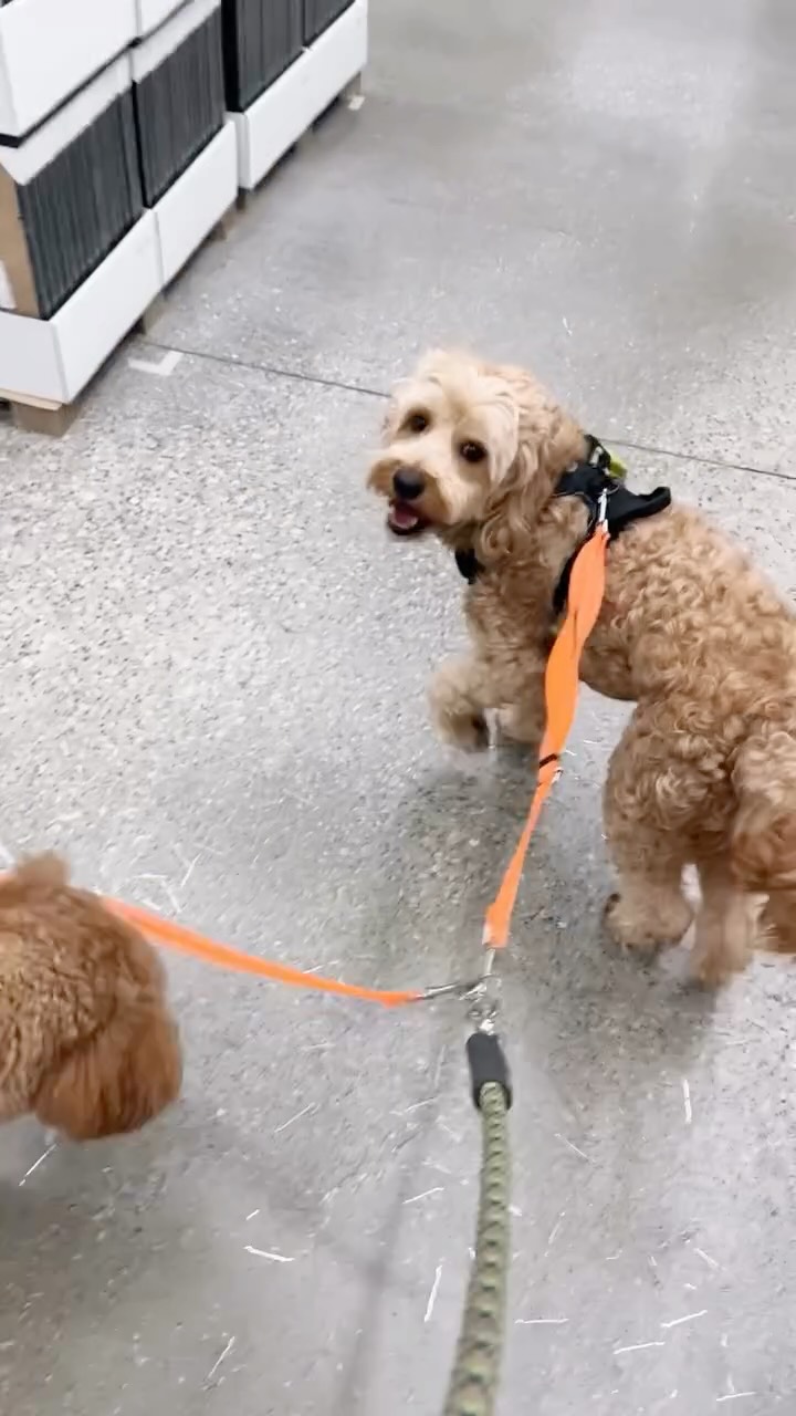 IKEA day with the pups . Lots of love, lots of walks…
#DogDaycare #HappyDogs #wigglewagdaycare #bramptondogdaycare #doglife