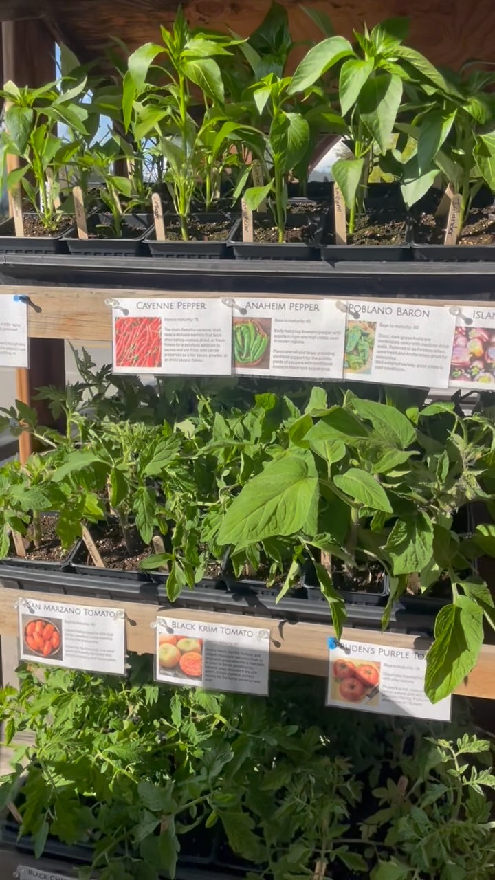 Let the plant fever take over! Stop by @clark_fork_pantry to get your gardens going! The sun is out, it feels like summer, let’s get excited!