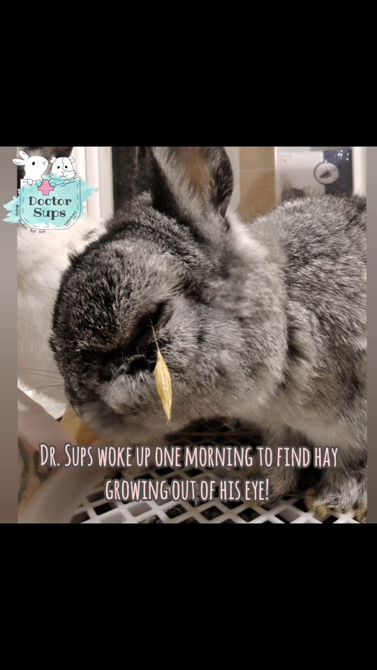 Even Dr Sups’ own rabbit isn’t exempt from vet visits 😅
TeddyBun recently developed a painful eye after doing what rabbits do best — enthusiastically shoving his face into hay.
The culprit?
A grass seed lodged in his eye.
Grass seed injuries are very common in rabbits and guinea pigs, especially with hay being such a big part of their daily life. These little seeds can easily get trapped in the eye or under the eyelids, causing irritation, ulcers, and a lot of discomfort.
While it may be tempting to try and remove it at home, these should be carefully removed by a veterinarian, often with the help of local anaesthetics, to avoid further damage to the eye upon removal.
TeddyBun, of course, was very brave… and also very offended that his personal hay buffet betrayed him 😅
He’s now much more comfortable — though we suspect he hasn’t learnt his lesson and will be back face-first in hay in no time.
#doctorsupsveterinary #doctorsups #pocketpetvet #mobileveterinaryservice