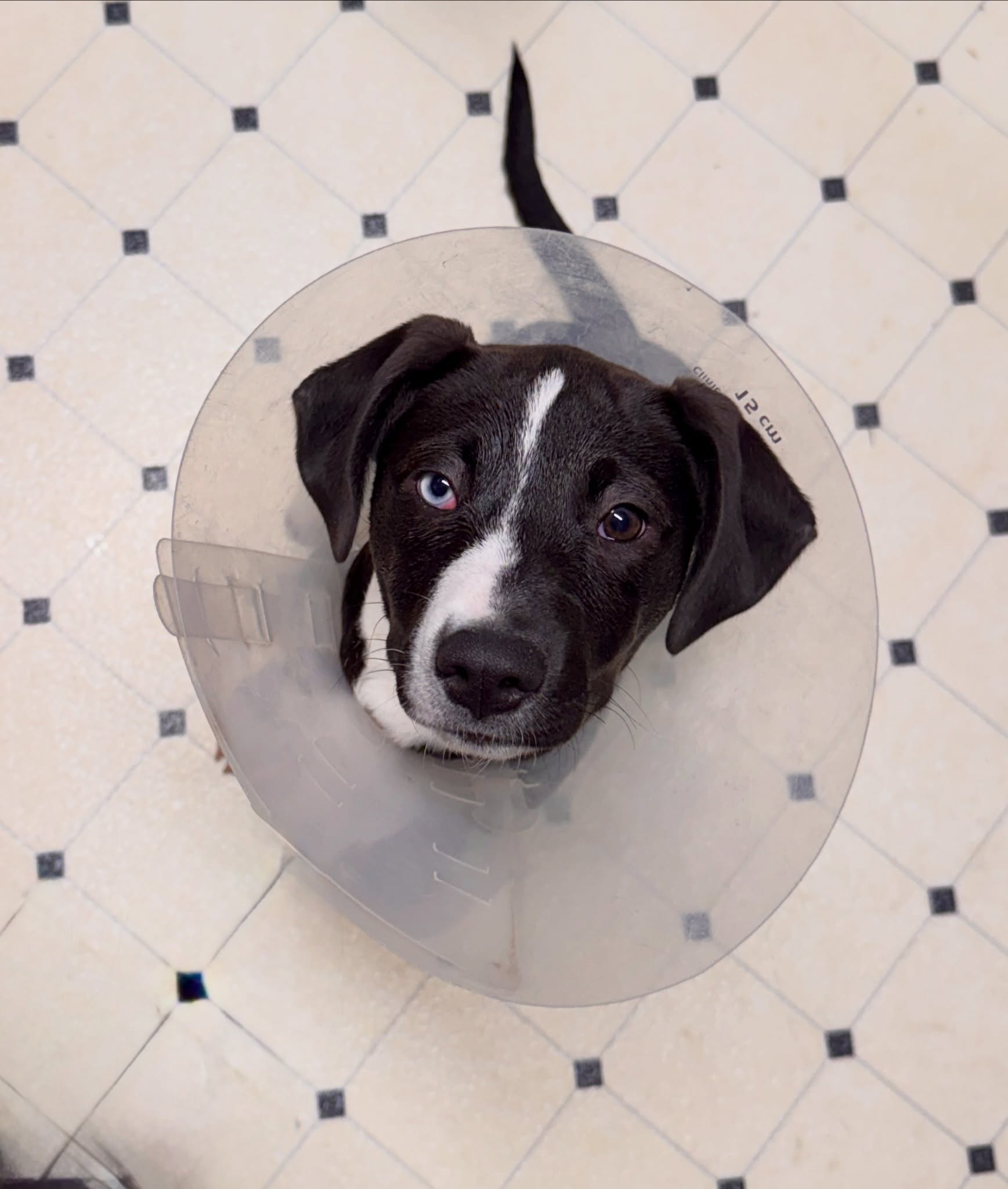 Pup of the Day: Chickie, 3.5 months old — If your dream dog is a tiny shadow with a big personality… meet Chickie 🥹
This sweet girl is equal parts curious explorer and snuggly sidekick. She’s always “chirping” with excitement, following her people from room to room like she’s making sure you don’t miss her (you won’t). Whether she’s investigating a new toy, pouncing on a crunchy leaf, or curling up for a cuddle, Chickie brings the kind of joyful, puppy energy that makes everything feel a little lighter.
She’s smart, social, and has been so well-loved in her foster home. Chickie is great with other dogs, wonderful with kids, and expected to do just fine with cats too. She’s already sleeping through the night (a queen 👑) and working on all the puppy basics like potty and crate training.
Chickie and her siblings had a tough start after being found dumped in rural Arkansas, but she’s nothing but happy, loving, and ready for her next chapter. She’s resilient in the best way! She’s the kind of pup who just wants to love and be loved right back.
She recently had her cherry eye fixed during her spay, and it doesn’t slow her down one bit 💕
If you’re looking for a loyal little best friend who will stick by your side, keep you smiling, and grow up with your family… Chickie is your girl 🫶🏻
If you are already an approved adopter and want to meet or adopt Chickie, please contact your adoption coordinator. Or you can fill out an application at mhlrm.com
#labsofinstagram #rescue #milehighlabmission #adopt #denvercolorado