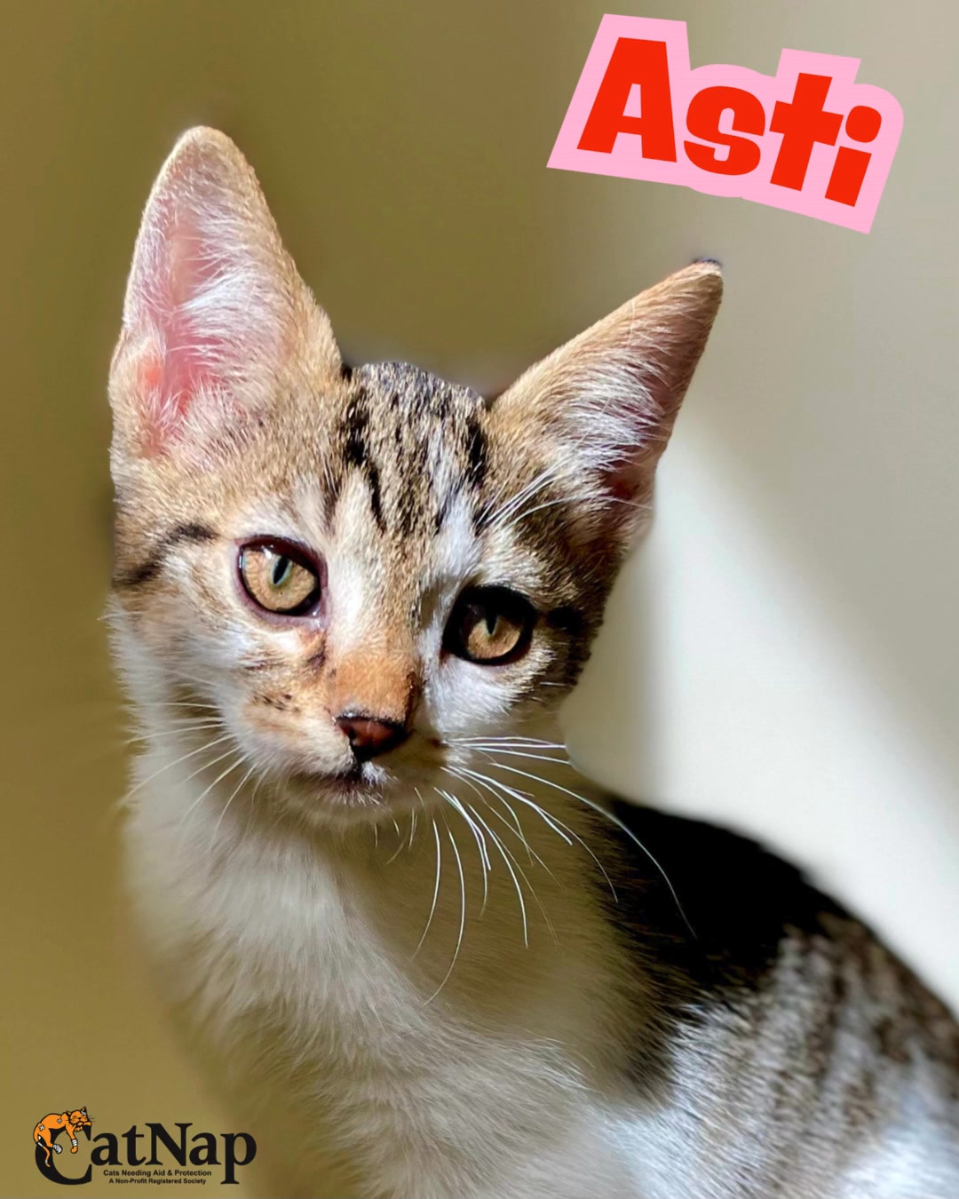 Asti has been #ADOPTED from Bosley's Bowen Road, Nanaimo