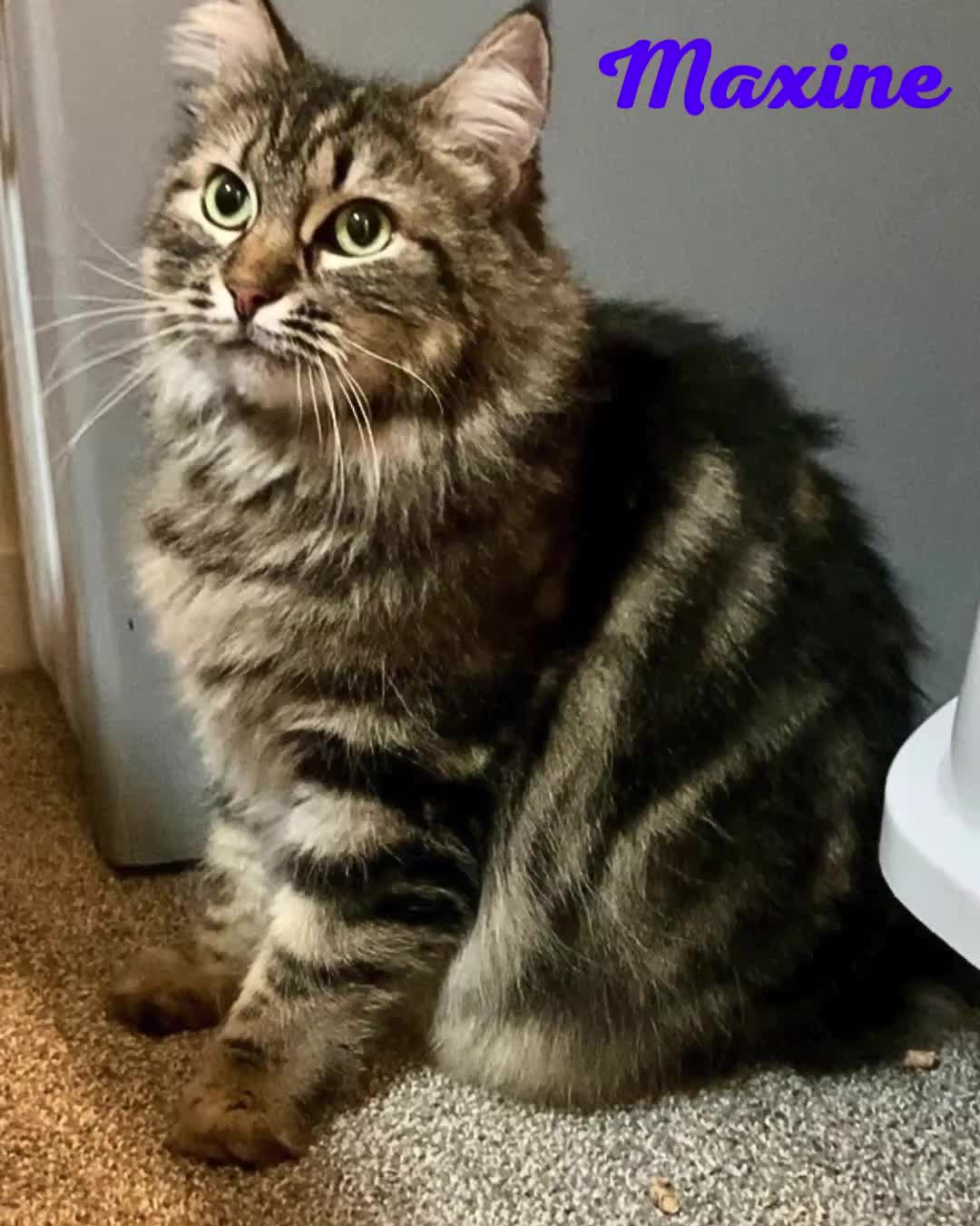 Maxine has been #ADOPTED from Bosley's Bowen Road, Nanaimo