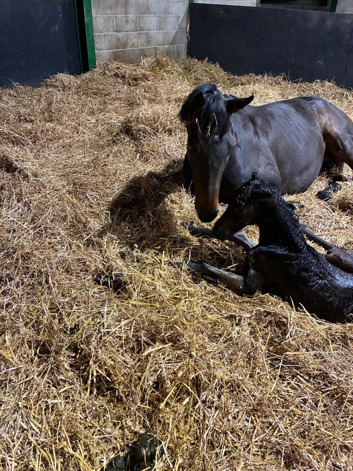 🐎❤️
We’re absolutely delighted to share that Caesars Pearl has safely foaled during the night, and the new arrival is already up on her feet and taking her very first steps — a fantastic sight to see.
This marks a truly special milestone for us, as our very first foal syndicate, and it’s hard to put into words just how exciting it is to see it all come to life.
Mum is taking to motherhood brilliantly, and we couldn’t be happier that everything has gone so smoothly.
I’ve attached some photos for you all to enjoy — a really proud and memorable moment for everyone involved.
Caesars Pearl x Ubettabelieveit
Cheers,
Team Lidster