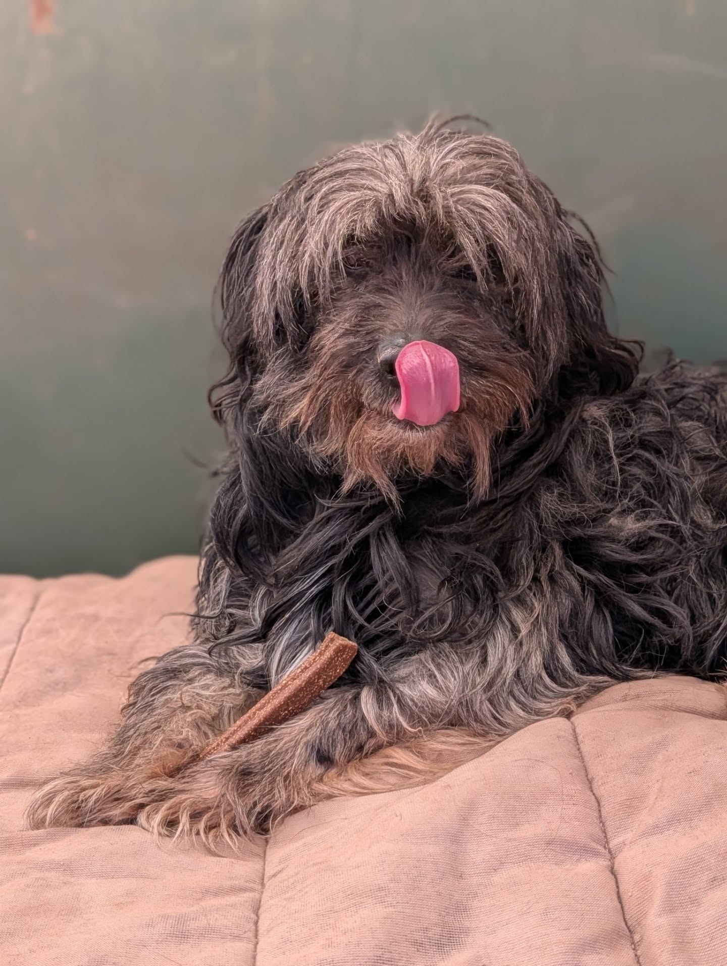 Happy news to start the day with: Duster has been adopted and can start counting down the days until he gets to travel to his new home 💕