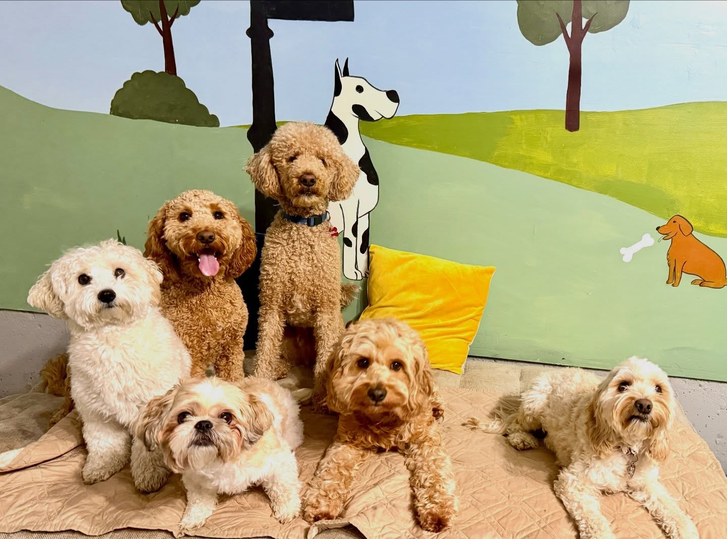 Everyone behaved for the photo… for 2 seconds 😂
#dogdaycare #dogsofinstagram #wigglewagdaycare #bramptondogs #doglovers