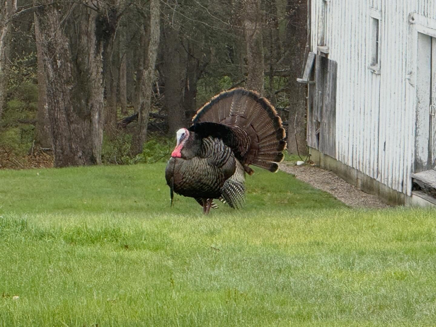 This handsome tom was shepherding his ladies across the backyard this morning.