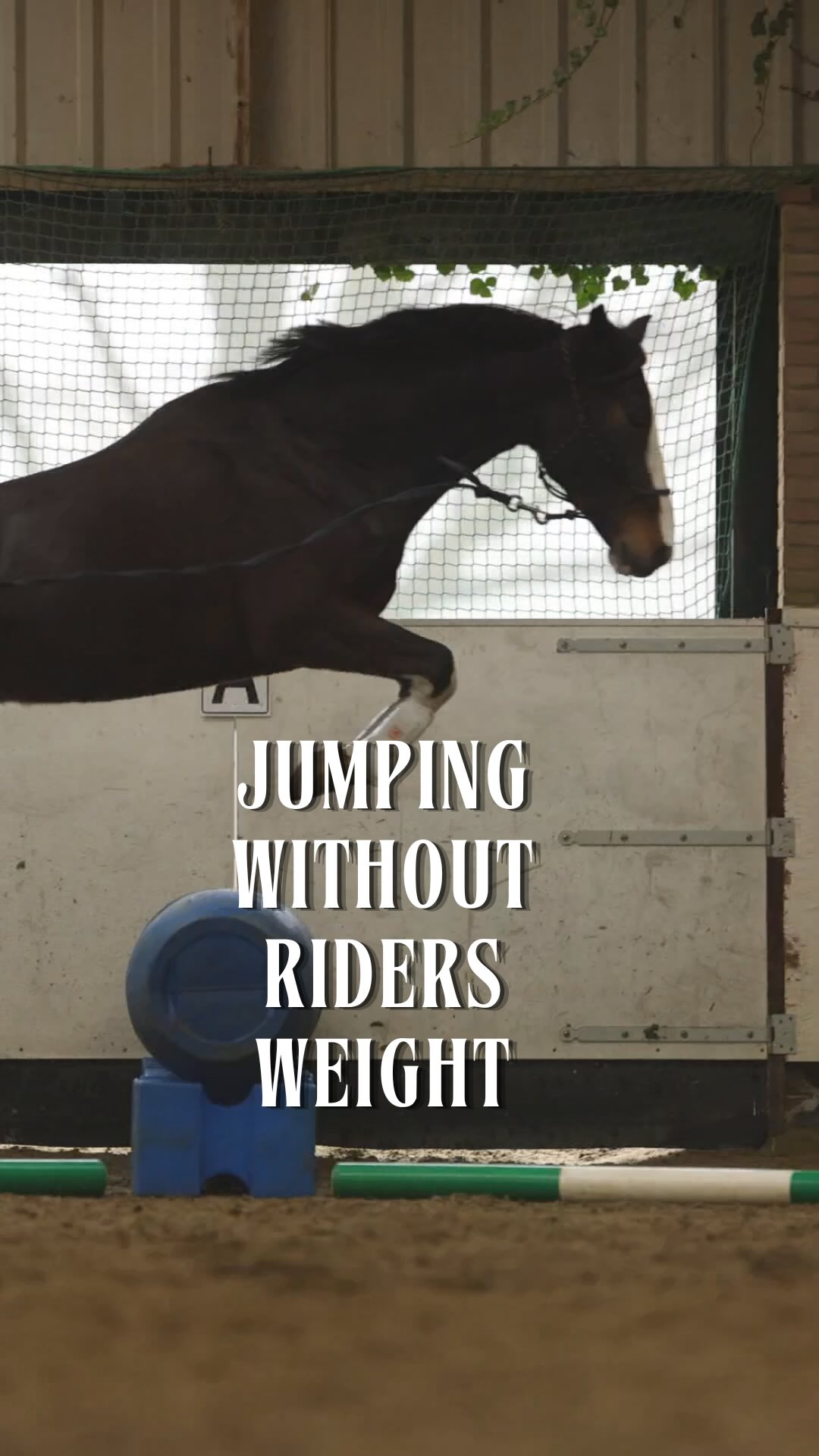 No rider. No added weight. Just the horse and the jump.
This is where you see what’s really there—how a horse reads the fence, organises its stride, and uses its body.
It’s not about letting them run loose… it’s about giving them the chance to understand the exercise on their own terms.
#horsemanship #showjumping #horsemanshiptraining #horsemanshipacademy #hjmmethod