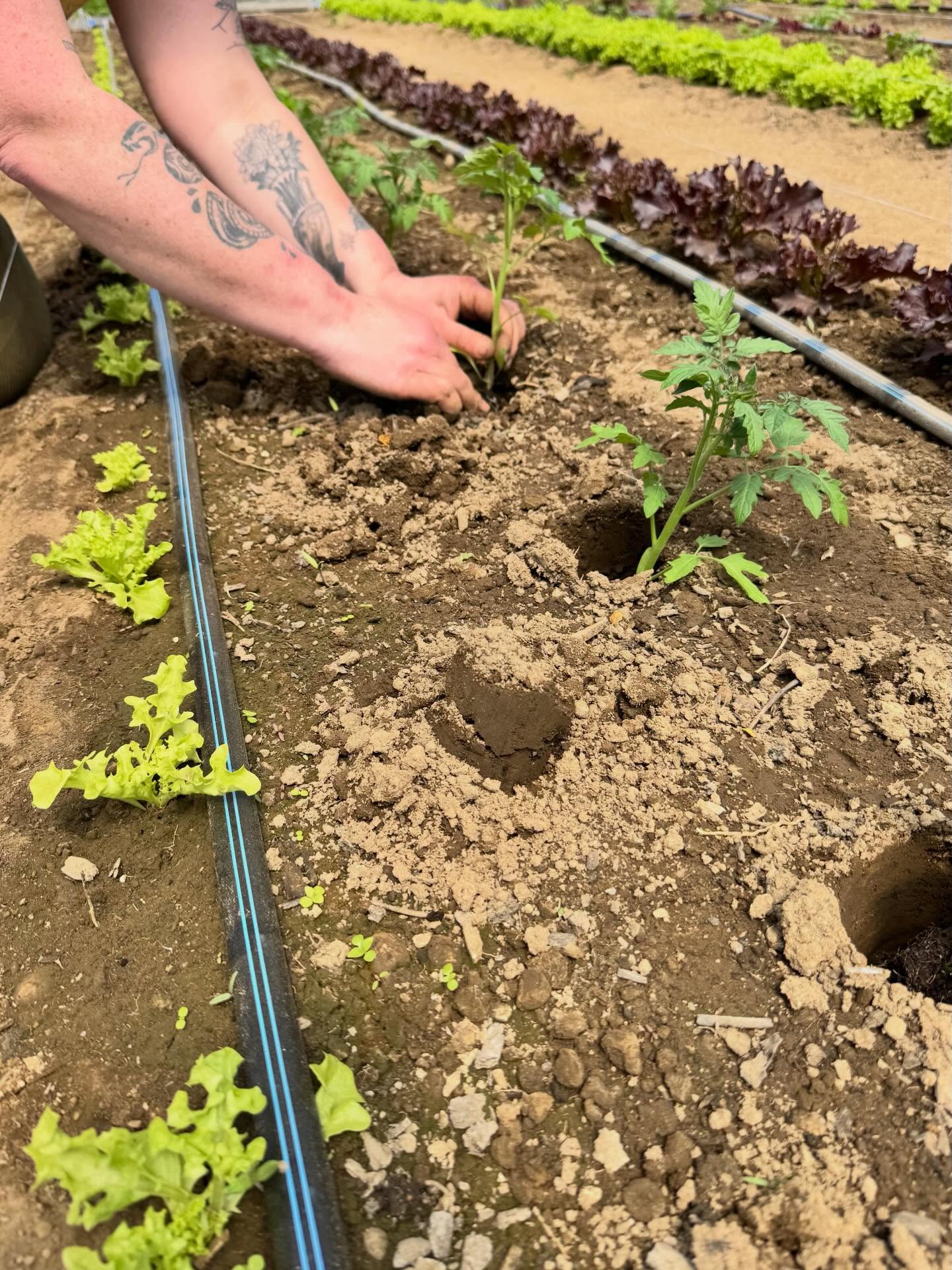 Tomatoes going in the high tunnel 🍅