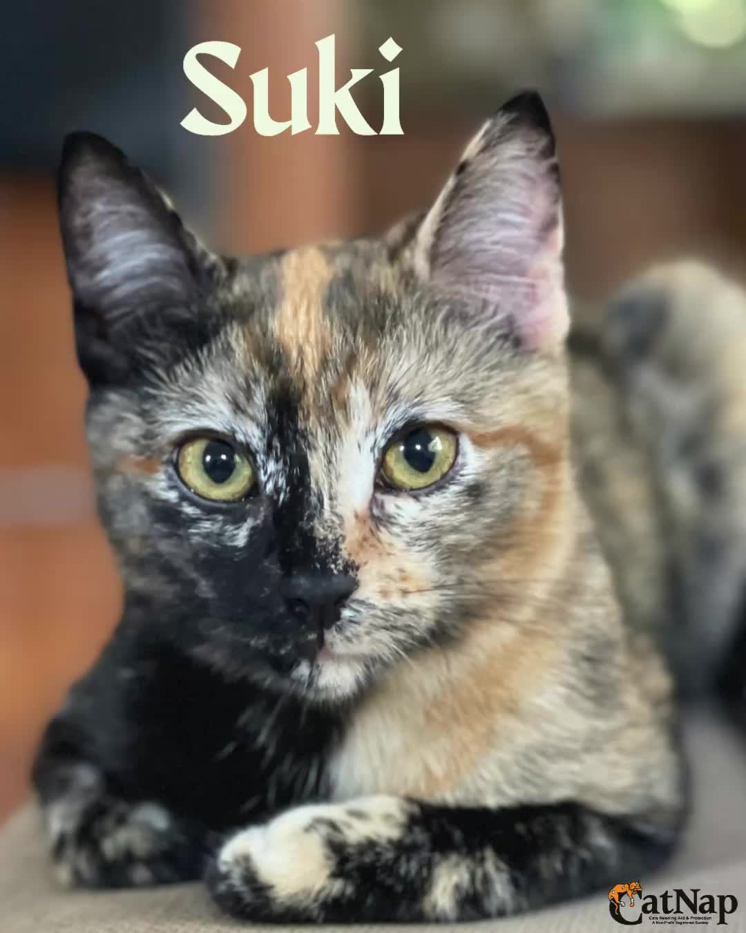 Suki has been #ADOPTED from PetSmart Nanaimo