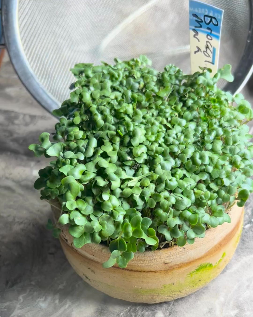 Harvesting microgreens can be a meditative experience. Just you, some scissors, and plentiful, nutrient dense microgreens at your fingertips.
Have you tried growing your own microgreens?