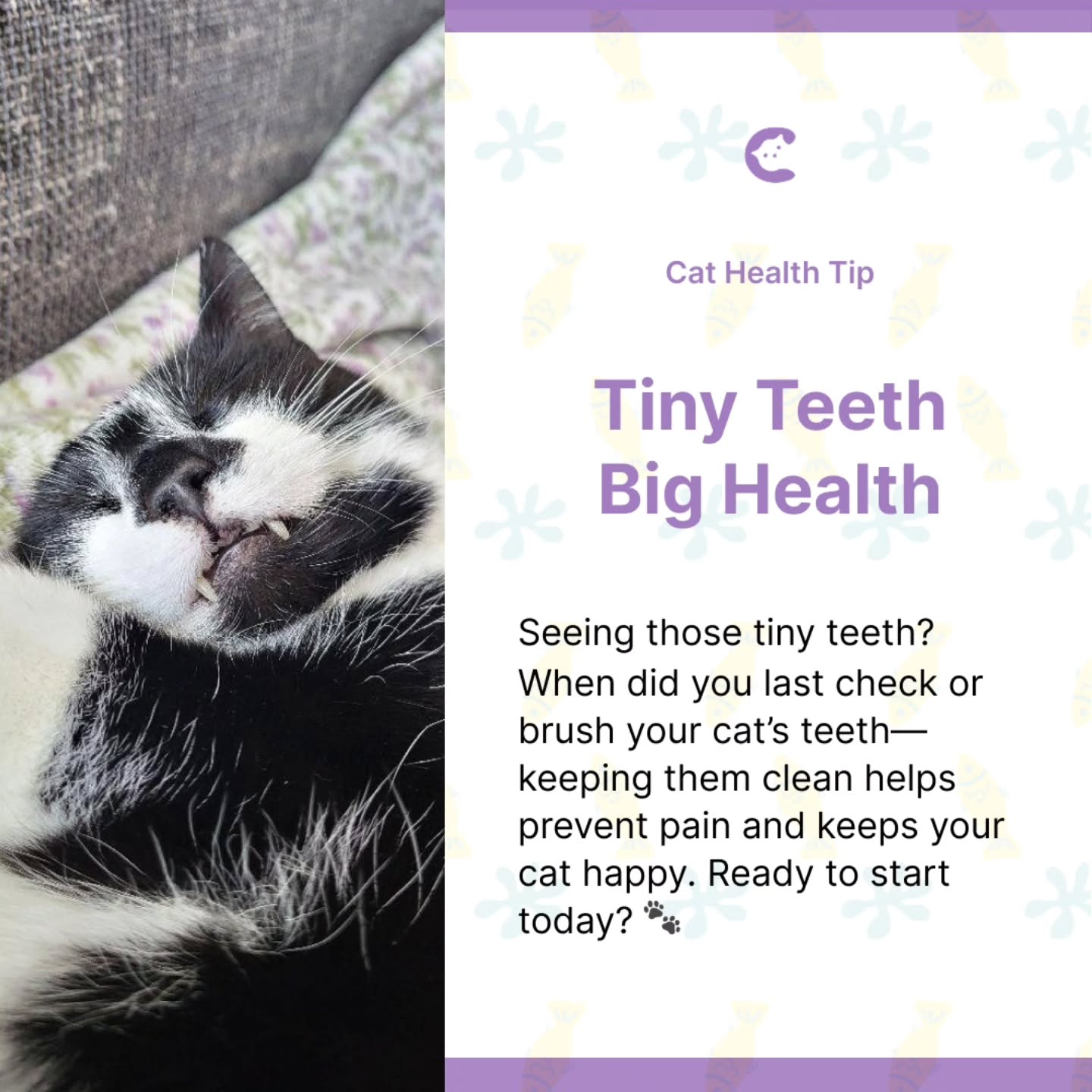 cat health tip: please check your cat's teeth regularly, when was the last time you did? in frame our Official CatSwoppr Cat Model Patches @pewie_patches (for illustration purposes only) 🤍🖤
.
.
.
#catteeth #cathealth #cathealthtips #blackandwhitecat #catcare